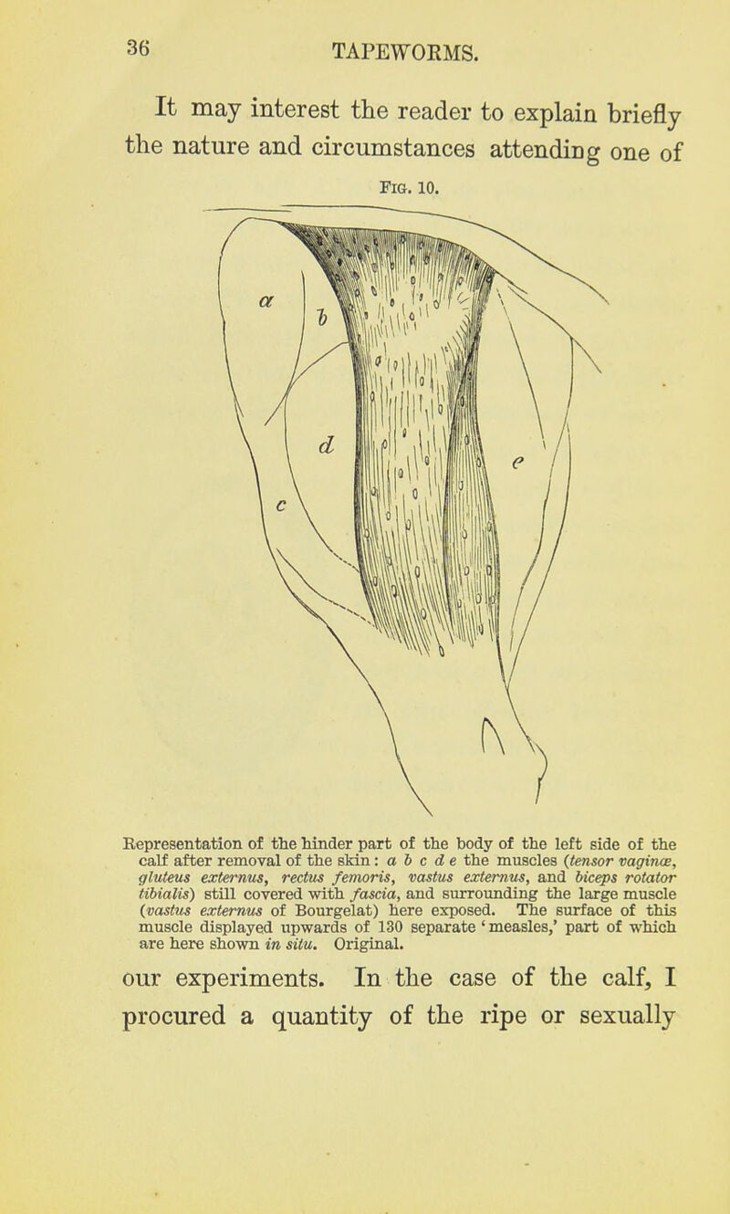 It may interest the reader to explain briefly the nature and circumstances attending one of Fig. 10. Representation of the hinder part of the body of the left side of the calf after removal of the skin: abode the muscles (tensor vaginae, gluteus externus, rectus femoris, vastus externus, and biceps rotator tibialis) still covered with fascia, and surrounding the large muscle (vastus externus of Bourgelat) here exposed. The surface of this muscle displayed upwards of 130 separate ' measles,' part of which are here shown in situ. Original. our experiments. In the case of the calf, I procured a quantity of the ripe or sexually