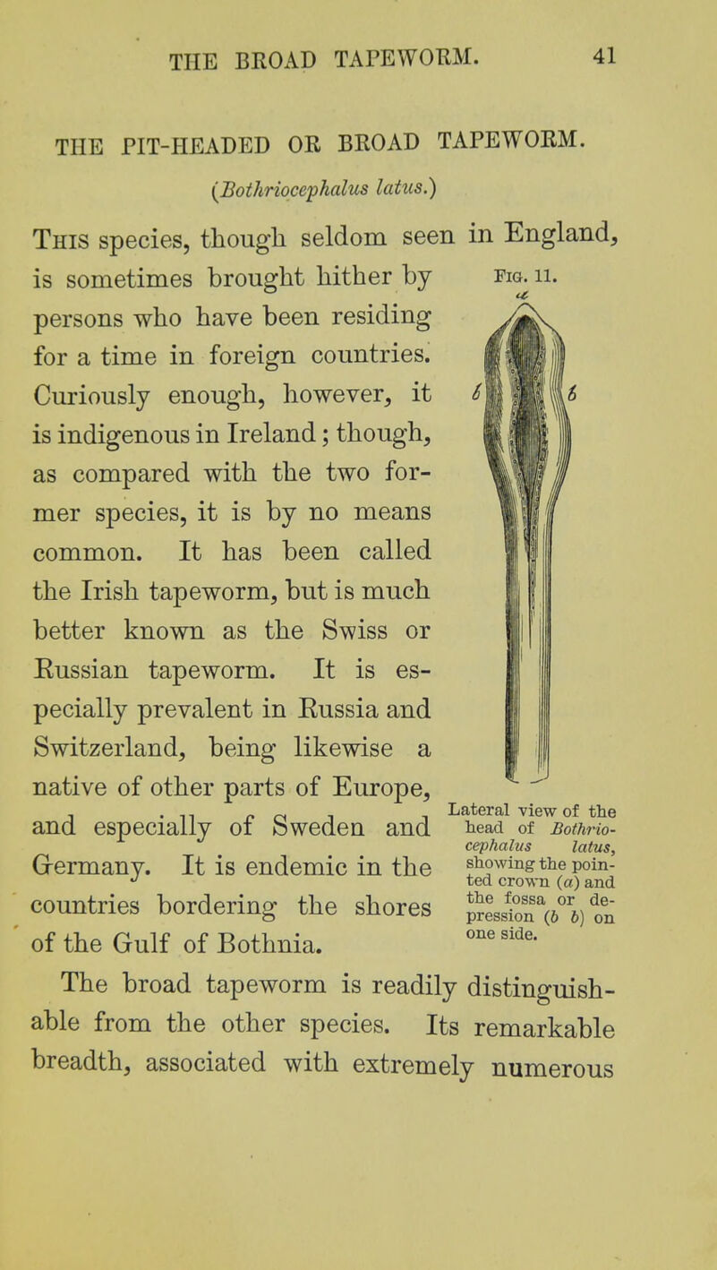 THE PIT-HEADED OR BROAD TAPEWORM. (JBothriocephalus latus.) This species, though seldom seen in England, is sometimes brought hither by persons who have been residing for a time in foreign countries. Curiously enough, however, it is indigenous in Ireland; though, as compared with the two for- mer species, it is by no means common. It has been called the Irish tapeworm, but is much better known as the Swiss or Eussian tapeworm. It is es- pecially prevalent in Eussia and Switzerland, being likewise a native of other parts of Europe, and especially of Sweden and Grermany. It is endemic in the countries bordering the shores of the Gulf of Bothnia. The broad tapeworm is readily distinguish- able from the other species. Its remarkable breadth, associated with extremely numerous Lateral view of the head of Bothrio- cephalus latus, showing the poin- ted crown (a) and the fossa or de- pression (6 6) on one side.