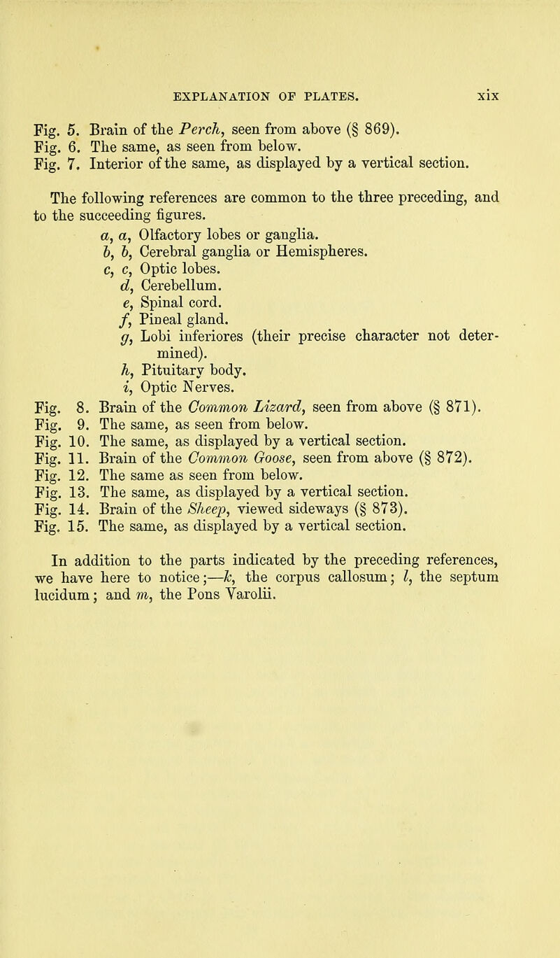 Fig. 5. Brain of tlie Perch, seen from above (§ 869). Fig. 6. The same, as seen from below. Fig. 7. Interior of tbe same, as displayed by a vertical section. Tbe following references are common to the three preceding, and to the succeeding figures. a, a. Olfactory lobes or ganglia. &, 6, Cerebral ganglia or Hemispheres, c, c, Optic lobes. d, Cerebellum, 6, Spinal cord. /, Pineal gland. g, Lobi inferiores (their precise character not deter- mined). A, Pituitary body. i, Optic Nerves. Fig. 8. Brain of the Common Lizard, seen from above (§ 871). Fig. 9. The same, as seen from below. Fig. 10. The same, as displayed by a vertical section. Fig. 11. Brain of the Common Goose, seen from above (§ 872). Fig. 12, The same as seen from below. Fig. 13. The same, as displayed by a vertical section. Fig. 14. Brain of the Sheep, viewed sideways (§ 873). Fig, 15, The same, as displayed by a vertical section. In addition to the parts indicated by the preceding references, we have here to notice;—h, the corpus callosum; I, the septum lucidum; and m, the Pons Varolii,