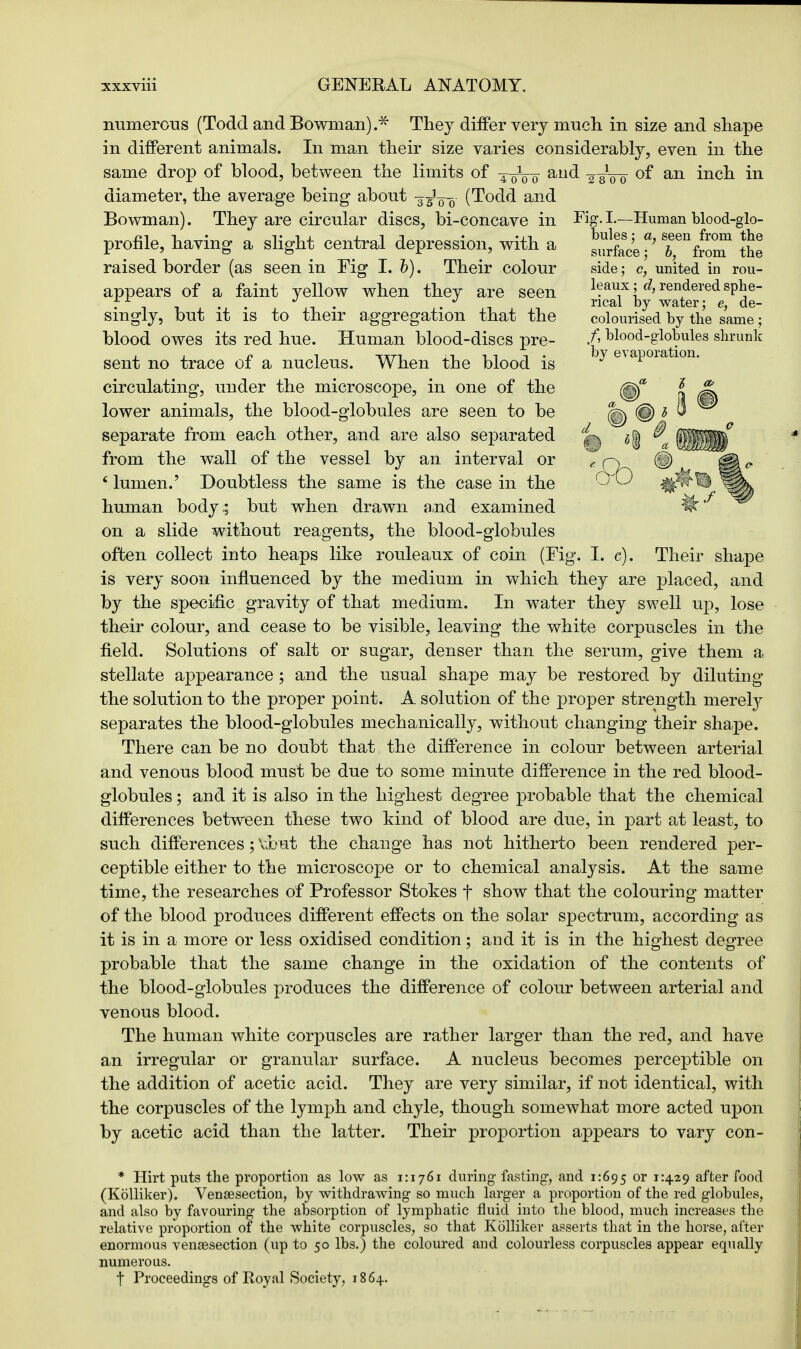 numerous (Todd and Bowman).* They differ very much in size and shape in different animals. In man their size varies considerably, even in the same drop of blood, between the limits of 4-0V0 and ^Jp- of an inch in diameter, the average being about ¥(Todd and Bowman). They are circular discs, bi-concave in Fig. I.—Human blood-glo- profile, having a slight central depression, with a raised border (as seen in Fig I. b). Their colour appears of a faint yellow when they are seen singly, but it is to their aggregation that the blood owes its red hue. Human blood-discs pre- sent no trace of a nucleus. When the blood is circulating, under the microscope, in one of the lower animals, the blood-globules are seen to be separate from each other, and are also separated from the wall of the vessel by an interval or ' lumen.' Doubtless the same is the case in the human body .; but when drawn and examined on a slide without reagents, the blood-globules often collect into heaps like rouleaux of coin (Fig. I. c). Their shape is very soon influenced by the medium in which they are placed, and by the specific gravity of that medium. In water they swell up, lose their colour, and cease to be visible, leaving the white corpuscles in the field. Solutions of salt or sugar, denser than the serum, give them a stellate appearance; and the usual shape may be restored by diluting the solution to the proper point. A solution of the proper strength merely separates the blood-globules mechanically, without changing their shape. There can be no doubt that the difference in colour between arterial and venous blood must be due to some minute difference in the red blood- globules ; and it is also in the highest degree probable that the chemical differences between these two kind of blood are due, in part at least, to such differences; \ibut the change has not hitherto been rendered per- ceptible either to the microscope or to chemical analysis. At the same time, the researches of Professor Stokes f show that the colouring matter of the blood produces different effects on the solar spectrum, according as it is in a more or less oxidised condition; and it is in the highest degree probable that the same change in the oxidation of the contents of the blood-globules produces the difference of colour between arterial and venous blood. The human white corpuscles are rather larger than the red, and have an irregular or granular surface. A nucleus becomes perceptible on the addition of acetic acid. They are very similar, if not identical, with the corpuscles of the lymph and chyle, though somewhat more acted upon by acetic acid than the latter. Their proportion appears to vary con- * Hirt puts the proportion as low as 1:1761 during fasting, and 1:695 or 1:429 after food (Kolliker). Venisection, by withdrawing so much larger a proportion of the red globules, and also by favouring the absorption of lymphatic fluid into the blood, much increases the relative proportion of the white corpuscles, so that Kolliker asserts that in the horse, after enormous venisection (up to 50 lbs.) the coloured and colourless corpuscles appear equally numerous. t Proceedings of Royal Society, 1864. bules; a, seen from the surface j b, from the side; c, united in rou- leaux ; d, rendered sphe- rical by water; e, de- colourised by the same; /, blood-globules shrunk by evaporation.