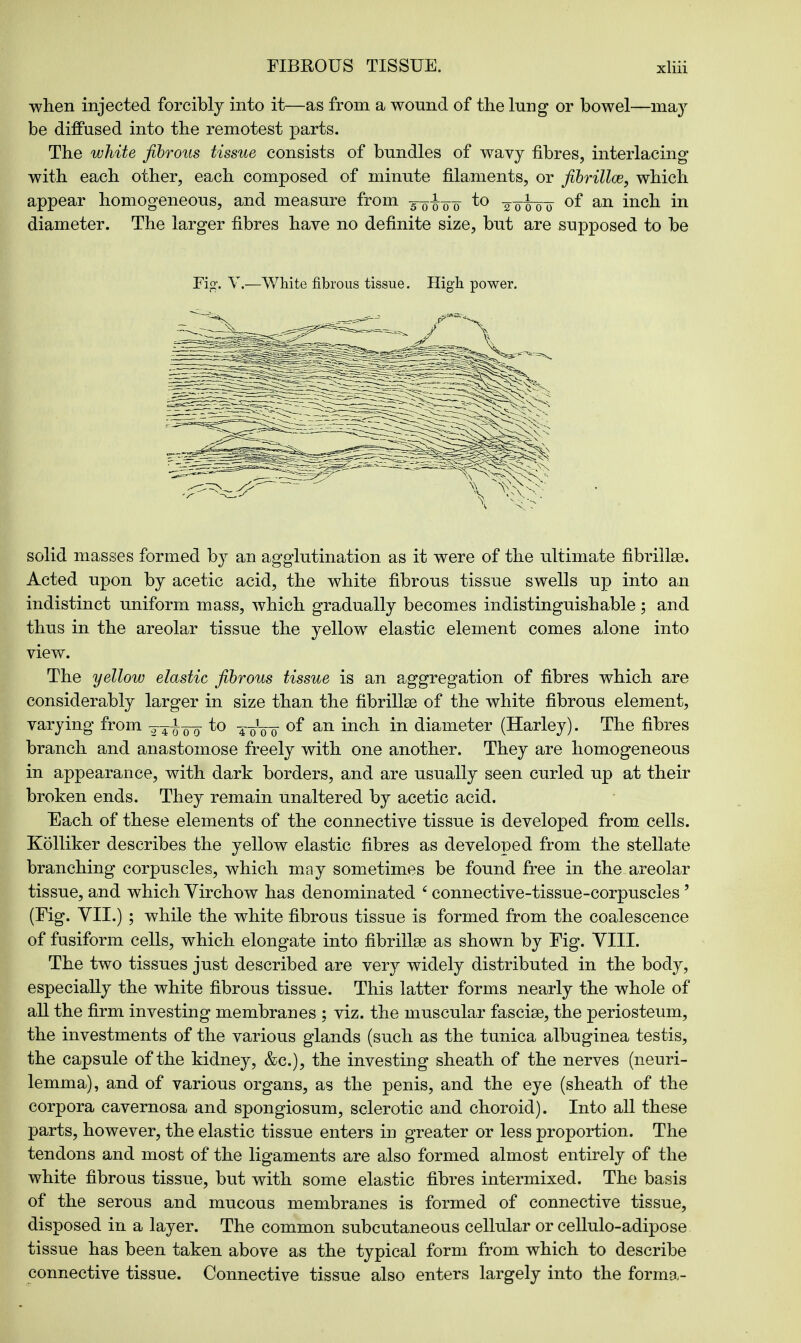 when injected forcibly into it—as from a wound of the lung or bowel—may be diffused into the remotest parts. The white fibrous tissue consists of bundles of wavy fibres, interlacing with each other, each composed of minute filaments, or fibrilloe, which appear homogeneous, and measure from *° Too'00 °f an mcn m diameter. The larger fibres have no definite size, but are supposed to be Fig. V.—White fibrous tissue. High power. solid masses formed by an agglutination as it were of the ultimate fibrillse. Acted upon by acetic acid, the white fibrous tissue swells up into an indistinct uniform mass, which gradually becomes indistinguishable ; and thus in the areolar tissue the yellow elastic element comes alone into view. The yellow elastic fibrous tissue is an aggregation of fibres which are considerably larger in size than the fibrillse of the white fibrous element, varying from to ¥^ of an inch in diameter (Harley). The fibres branch and anastomose freely with one another. They are homogeneous in appearance, with dark borders, and are usually seen curled up at their broken ends. They remain unaltered by acetic acid. Each of these elements of the connective tissue is developed from cells. Kolliker describes the yellow elastic fibres as developed from the stellate branching corpuscles, which may sometimes be found free in the areolar tissue, and which Virchow has denominated 6 connective-tissue-corpuscles' (Fig. VII.) ; while the white fibrous tissue is formed from the coalescence of fusiform cells, which elongate into fibrillse as shown by Fig. VIII. The two tissues just described are very widely distributed in the body, especially the white fibrous tissue. This latter forms nearly the whole of all the firm investing membranes ; viz. the muscular fasciae, the periosteum, the investments of the various glands (such as the tunica albuginea testis, the capsule of the kidney, &c), the investing sheath of the nerves (neuri- lemma), and of various organs, as the penis, and the eye (sheath of the corpora cavernosa and spongiosum, sclerotic and choroid). Into all these parts, however, the elastic tissue enters in greater or less proportion. The tendons and most of the ligaments are also formed almost entirely of the white fibrous tissue, but with some elastic fibres intermixed. The basis of the serous and mucous membranes is formed of connective tissue, disposed in a layer. The common subcutaneous cellular or cellulo-adipose tissue has been taken above as the typical form from which to describe connective tissue. Connective tissue also enters largely into the forma-