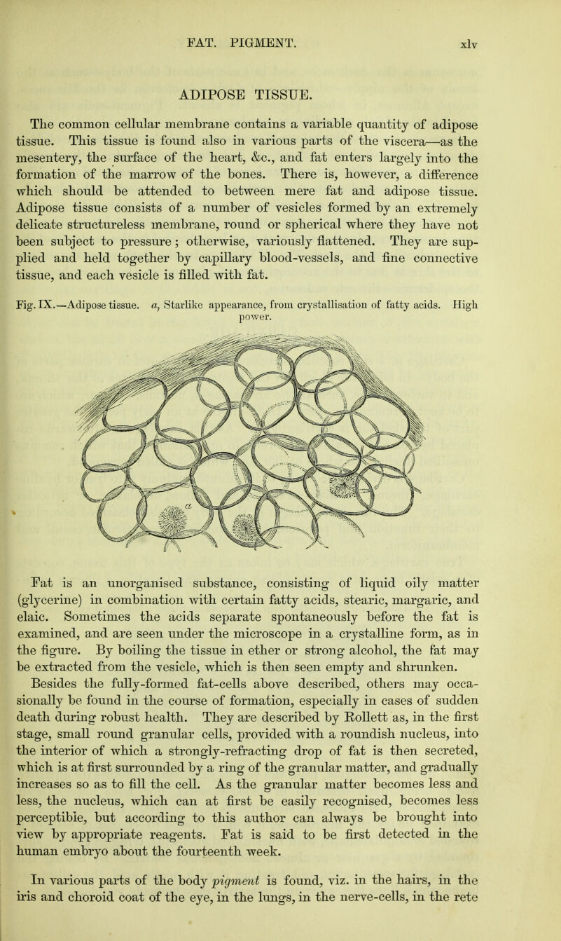 ADIPOSE TISSUE. The common cellular membrane contains a variable quantity of adipose tissue. This tissue is found also in various parts of the viscera—as the mesentery, the surface of the heart, &c, and fat enters largely into the formation of the marrow of the bones. There is, however, a difference which should be attended to between mere fat and adipose tissue. Adipose tissue consists of a number of vesicles formed by an extremely delicate structureless membrane, round or spherical where they have not been subject to pressure; otherwise, variously flattened. They are sup- plied and held together by capillary blood-vessels, and fine connective tissue, and each vesicle is filled with fat. Fig. IX.—Adipose tissue, a, Starlike appearance, from crystallisation of fatty acids. High power. Eat is an unorganised substance, consisting of liquid oily matter (glycerine) in combination with certain fatty acids, stearic, margaric, and elaic. Sometimes the acids separate spontaneously before the fat is examined, and are seen under the microscope in a crystalline form, as in the figure. By boiling the tissue in ether or strong alcohol, the fat may be extracted from the vesicle, which is then seen empty and shrunken. Besides the fully-formed fat-cells above described, others may occa- sionally be found in the course of formation, especially in cases of sudden death during robust health. They are described by Rollett as, in the first stage, small round granular cells, provided with a roundish nucleus, into the interior of which a strongly-refracting drop of fat is then secreted, which is at first surrounded by a ring of the granular matter, and gradually increases so as to fill the cell. As the granular matter becomes less and less, the nucleus, which can at first be easily recognised, becomes less perceptible, but according to this author can always be brought into view by appropriate reagents. Eat is said to be first detected in the human embryo about the fourteenth week. In various parts of the body pigment is found, viz. in the hairs, in the iris and choroid coat of the eye, in the lungs, in the nerve-cells, in the rete