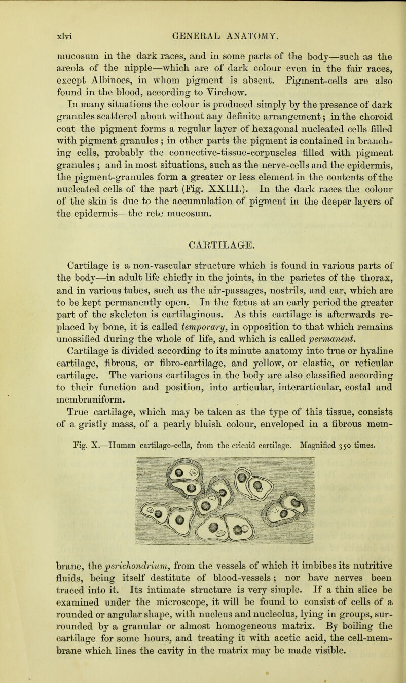 mucosum in the dark races, and in some parts of the body—such as the areola of the nipple—which are of dark colour even in the fair races, except Albinoes, in whom pigment is absent. Pigment-cells are also found in the blood, according to Yirchow. In many situations the colour is produced simply by the presence of dark granules scattered about without any definite arrangement; in the choroid coat the pigment forms a regular layer of hexagonal nucleated cells filled with pigment granules ; in other parts the pigment is contained in branch- ing cells, probably the connective-tissue-corpuscles filled with pigment granules ; and in most situations, such as the nerve-cells and the epidermis, the pigment-granules form a greater or less element in the contents of the nucleated cells of the part (Fig. XXIII.). In the dark races the colour of the skin is due to the accumulation of pigment in the deeper layers of the epidermis—the rete mucosum. CARTILAGE. Cartilage is a non-vascular structure which is found in various parts of the body—in adult life chiefly in the joints, in the parietes of the thorax, and in various tubes, such as the air-passages, nostrils, and ear, which are to be kept permanently open. In the foetus at an early period the greater part of the skeleton is cartilaginous. As this cartilage is afterwards re- placed by bone, it is called temporary, in opposition to that which remains unossified during the whole of life, and which is called permanent. Cartilage is divided according to its minute anatomy into true or hyaline cartilage, fibrous, or fibro-cartilage, and yellow, or elastic, or reticular cartilage. The various cartilages in the body are also classified according to their function and position, into articular, interarticular, costal and membraniform. True cartilage, which may be taken as the type of this tissue, consists of a gristly mass, of a pearly bluish colour, enveloped in a fibrous mem- Fig. X.—Human cartilage-cells, from the cricoid cartilage. Magnified 350 times. brane, the perichondrium, from the vessels of which it imbibes its nutritive fluids, being itself destitute of blood-vessels; nor have nerves been traced into it. Its intimate structure is very simple. If a thin slice be examined under the microscope, it will be found to consist of cells of a rounded or angular shape, with nucleus and nucleolus, lying in groups, sur- rounded by a granular or almost homogeneous matrix. By boiling the cartilage for some hours, and treating it with acetic acid, the cell-mem- brane which lines the cavity in the matrix may be made visible.