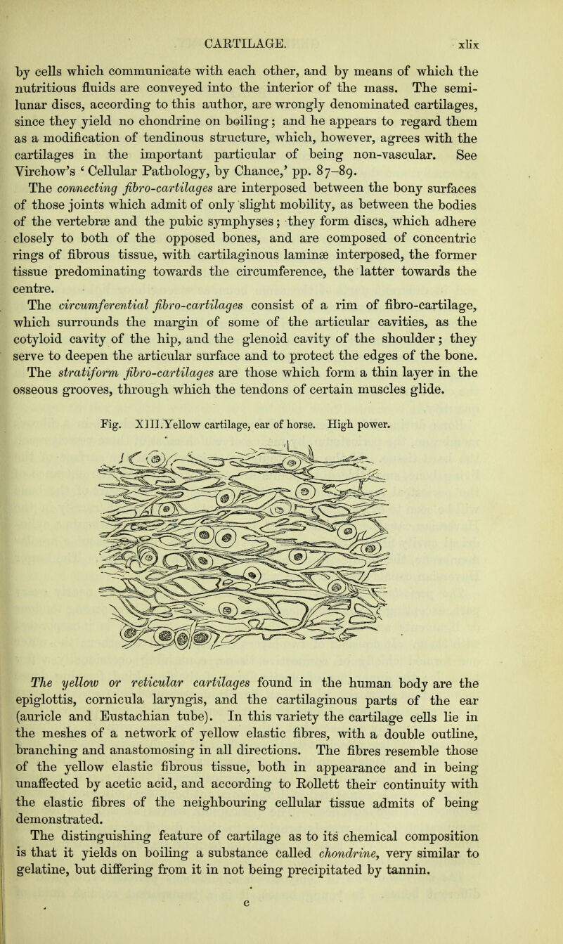 by cells which communicate with each other, and by means of which the nutritions fluids are conveyed into the interior of the mass. The semi- lunar discs, according to this author, are wrongly denominated cartilages, since they yield no chondrine on boiling; and he appears to regard them as a modification of tendinous structure, which, however, agrees with the cartilages in the important particular of being non-vascular. See Virchow's 6 Cellular Pathology, by Chance,' pp. 87-89. The connecting fibro-cartilages are interposed between the bony surfaces of those joints which admit of only slight mobility, as between the bodies of the vertebrse and the pubic symphyses; they form discs, which adhere closely to both of the opposed bones, and are composed of concentric rings of fibrous tissue, with cartilaginous laminse interposed, the former tissue predominating towards the circumference, the latter towards the centre. The circumferential fibro-cartilages consist of a rim of fibro-cartilage, which surrounds the margin of some of the articular cavities, as the cotyloid cavity of the hip, and the glenoid cavity of the shoulder; they serve to deepen the articular surface and to protect the edges of the bone. The stratiform fibro-cartilages are those which form a thin layer in the osseous grooves, through which the tendons of certain muscles glide. Fig. XIII.Yellow cartilage, ear of horse. High power. The yellow or reticular cartilages found in the human body are the epiglottis, cornicula laryngis, and the cartilaginous parts of the ear (auricle and Eustachian tube). In this variety the cartilage cells lie in the meshes of a network of yellow elastic fibres, with a double outline, branching and anastomosing in all directions. The fibres resemble those of the yellow elastic fibrous tissue, both in appearance and in being unaffected by acetic acid, and according to Rollett their continuity with the elastic fibres of the neighbouring cellular tissue admits of being demonstrated. The distinguishing feature of cartilage as to its' chemical composition is that it yields on boiling a substance Called chondrine, very similar to gelatine, but differing from it in not being precipitated by tannin.