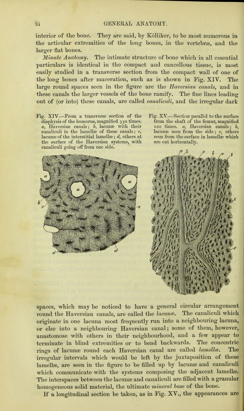 interior of the bone. They are said, by Kolliker, to be most numerous in the articular extremities of the long bones, in the vertebrae, and the larger flat bones. Minute Anatomy. The intimate structure of bone which in all essential particulars is identical in the compact and cancellous tissue, is most easily studied in a transverse section from the compact wall of one of the long bones after maceration, such as is shown in Fig. XIV. The large round spaces seen in the figure are the Haversian canals, and in these canals the larger vessels of the bone ramify. The fine lines leading out of (or into) these canals, are called canaliculi, and the irregular dark Fig. XIV.—From a transverse section of the diaphysis of the humerus, magnified 350 times. a, Haversian canals; b, lacunae with their canaliculi in the lamellae of these canals; c, lacunae of the interstitial lamellae; d, others at the surface of the Haversian systems, with canaliculi going off from one side. m 1 ,*v„:'- ; , Fig. XV.—Section parallel to the surface from the shaft of the femur, magnified 100 times, a, Haversian canals; b, lacunae seen from the side ; c, others seen from the surface in lamellae which are cut horizontally. spaces, which may be noticed to have a general circular arrangement round the Haversian canals, are called the lacunce. The canaliculi which originate in one lacuna most frequently run into a neighbouring lacuna, or else into a neighbouring Haversian canal; some of them, however, anastomose with others in their neighbourhood, and a few appear to terminate in blind extremities or to bend backwards. The concentric rings of lacunae round each Haversian canal are called lamella}. The irregular intervals which would be left by the juxtaposition of these lamellae, are seen in the figure to be filled up by lacunae and canaliculi which communicate with the systems composing the adjacent lamellae. The interspaces between the lacunae and canaliculi are filled with a granular homogeneous solid material, the ultimate mineral base of the bone. If a longitudinal section be taken, as in Fig. XY., the appearances are