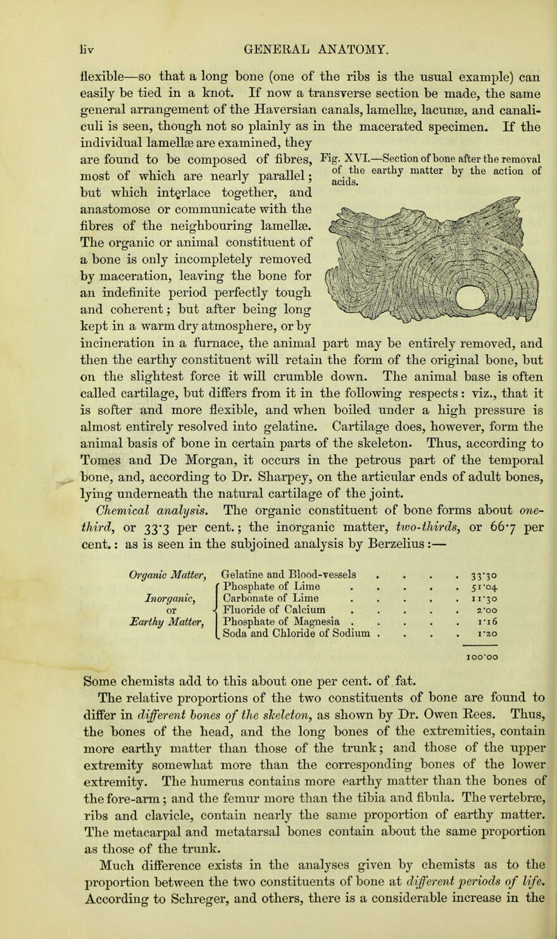 flexible—so that a long bone (one of the ribs is the usnal example) can easily be tied in a knot. If now a transverse section be made, the same general arrangement of the Haversian canals, lamellae, lacunse, and canali- culi is seen, though not so plainly as in the macerated specimen. If the individual lamellse are examined, they are found to be composed of fibres, Fig. XVI.—Section of bone after the removal most of which are nearly parallel; jt*e earthy mattet by the actioQ of but which interlace together, and anastomose or communicate with the fibres of the neighbouring lamella?. The organic or animal constituent of a bone is only incompletely removed by maceration, leaving the bone for an indefinite period perfectly tough and coherent; but after being long kept in a warm dry atmosphere, or by incineration in a furnace, the animal part may be entirely removed, and then the earthy constituent will retain the form of the original bone, but on the slightest force it will crumble down. The animal base is often called cartilage, but differs from it in the following respects: viz., that it is softer and more flexible, and when boiled under a high pressure is almost entirely resolved into gelatine. Cartilage does, however, form the animal basis of bone in certain parts of the skeleton. Thus, according to Tomes and De Morgan, it occurs in the petrous part of the temporal bone, and, according to Dr. Sharpey, on the articular ends of adult bones, lying underneath the natural cartilage of the joint. Chemical analysis. The organic constituent of bone forms about one- third, or 333 per cent.; the inorganic matter, two-thirds, or 667 per cent,: as is seen in the subjoined analysis by Berzelius:— Organic Matter, Gelatine and Blood-vessels . . . . 33*30 Phosphate of Lime . . . . 51 04 Carbonate of Lime 11-30 Fluoride of Calcium a*oo Phosphate of Magnesia n6 Soda and Chloride of Sodium . . . .1-20 IOO'OO Some chemists add to this about one per cent, of fat. The relative proportions of the two constituents of bone are found to differ in different bones of the skeleton, as shown by Dr. Owen Rees. Thus, the bones of the head, and the long bones of the extremities, contain more earthy matter than those of the trunk; and those of the upper extremity somewhat more than the corresponding bones of the lower extremity. The humerus contains more earthy matter than the bones of the fore-arm; and the femur more than the tibia and fibula. The vertebra?, ribs and clavicle, contain nearly the same proportion of earthy matter. The metacarpal and metatarsal bones contain about the same proportion as those of the trunk. Much difference exists in the analyses given by chemists as to the proportion between the two constituents of bone at different periods of life. According to Schreger, and others, there is a considerable increase in the Inorganic, or Earthy Matter,