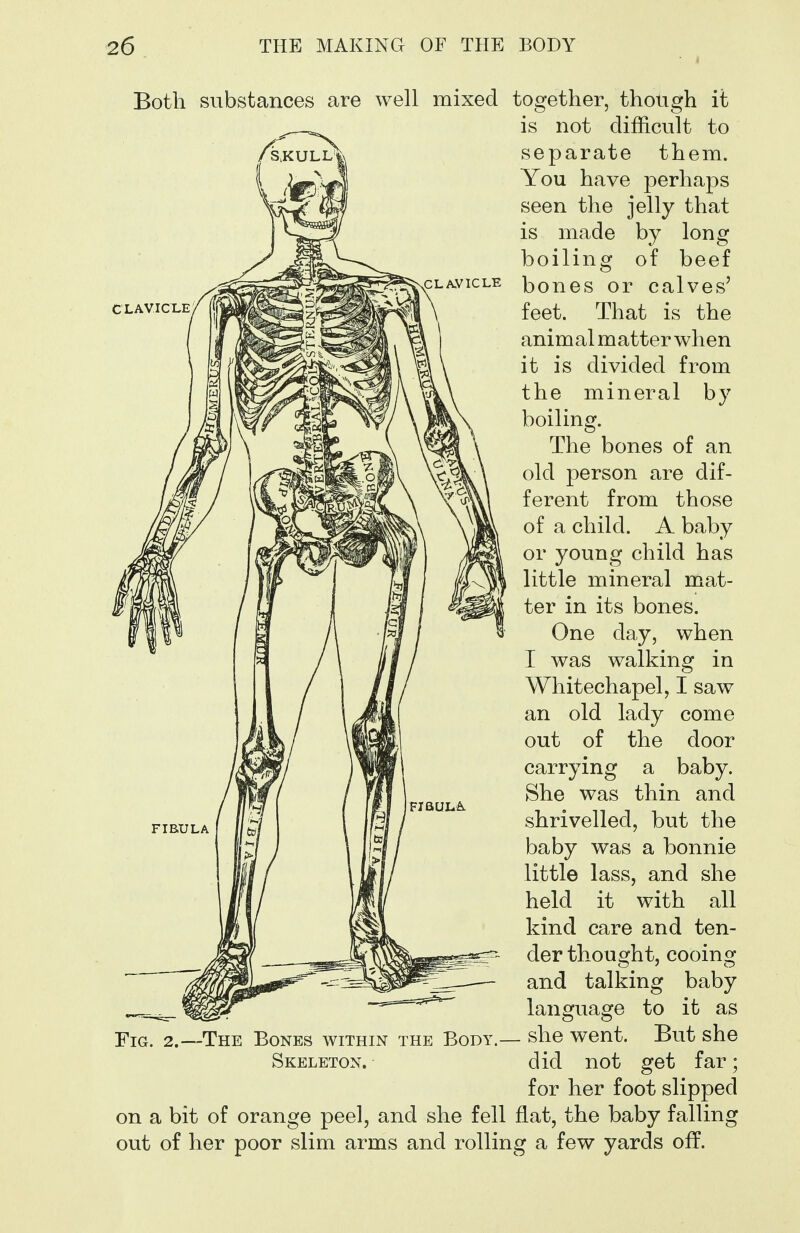 Both substances are well mixed together, though it is not difficult to separate them. You have perhaps seen the jelly that is made by long boiling of beef bones or calves' feet. That is the animal matter when it is divided from the mineral by boiling. The bones of an old person are dif- ferent from those of a child. A baby or young child has little mineral mat- ter in its bones. One day, when I was walking in Whitechapel, I saw an old lady come out of the door carrying a baby. She was thin and shrivelled, but the baby was a bonnie little lass, and she held it with all kind care and ten- der thought, cooing and talking baby language to it as Fig. 2.~-The Bones within the Body.— she went. But she Skeleton. did not get far; for her foot slipped on a bit of orange peel, and she fell flat, the baby falling out of her poor slim arms and rolling a few yards off.