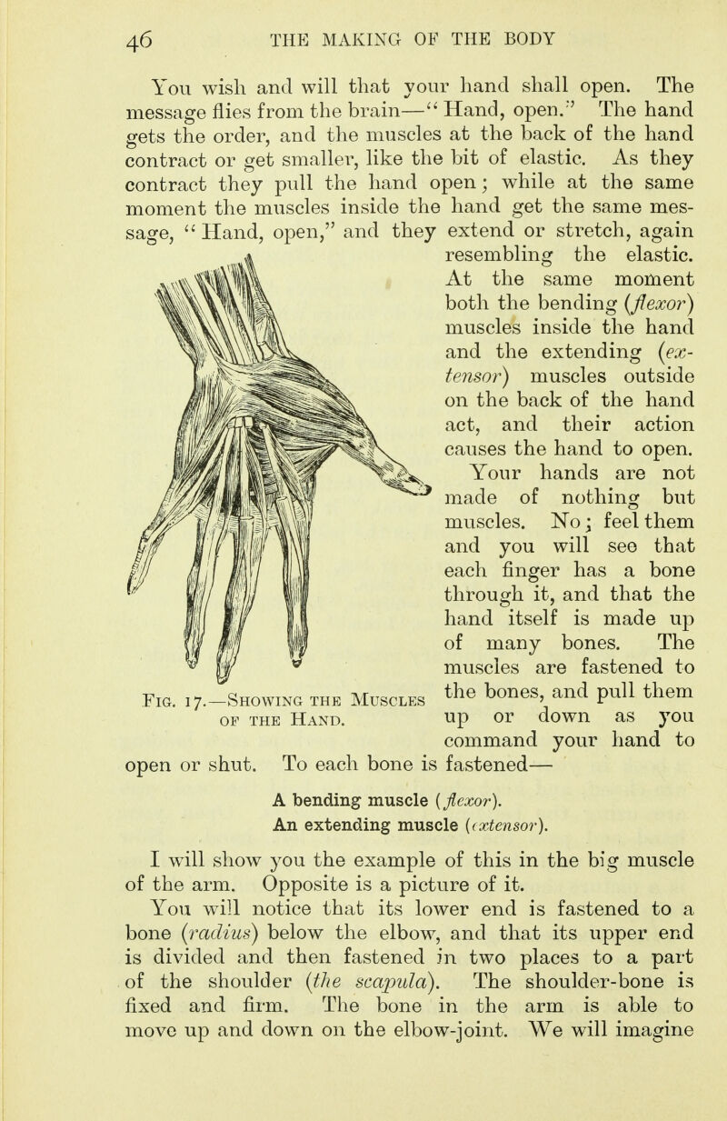 You wish and will that your hand shall open. The message flies from the brain—Hand, open/' The hand gets the order, and the muscles at the back of the hand contract or get smaller, like the bit of elastic. As they contract they pull the hand open; while at the same moment the muscles inside the hand get the same mes- sage, Hand, open, and they extend or stretch, again resembling the elastic. At the same moment both the bending (flexo?^) muscles inside the hand and the extending (ex- tensor) muscles outside on the back of the hand act, and their action causes the hand to open. Your hands are not made of nothing but muscles. No \ feel them and you will see that each finger has a bone through it, and that the hand itself is made up of many bones. The muscles are fastened to Fig. 17.-SHOWING THE Muscles ^^^^^^ ^^^^^ P^^^ OF THE Hand. up or down as you command your hand to open or shut. To each bone is fastened— A bending muscle {flexor). An extending muscle {extensor). I will show you the example of this in the big muscle of the arm. Opposite is a picture of it. You will notice that its lower end is fastened to a bone {radius) below the elbow, and that its upper end is divided and then fastened in two places to a part of the shoulder (the scapula). The shoulder-bone is fixed and firm. The bone in the arm is able to move up and down on the elbow-joint. We will imagine