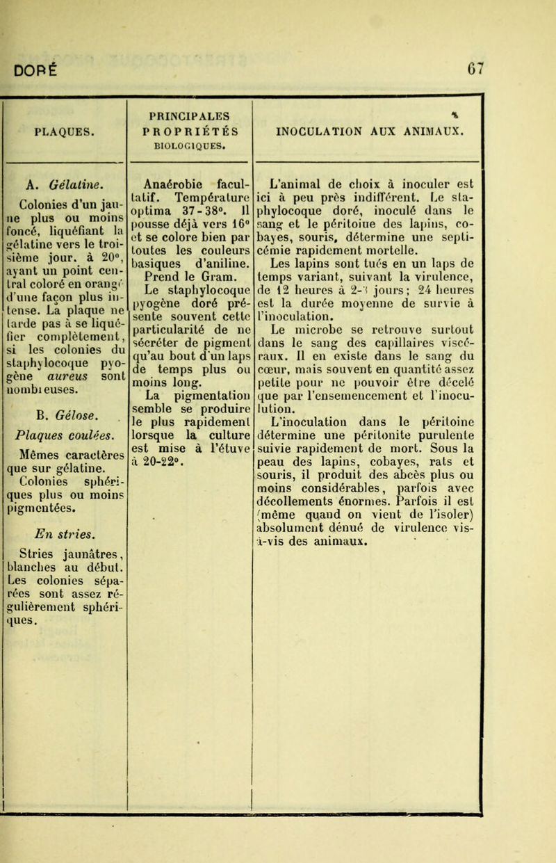 PLAQUES. A. Gélatine. Colonies d'un jau- ne plus ou moins foncé, liquéfiant la gélatine vers le troi- sième jour, à 20°, ayant un point cen- tral coloré en orang»' l'une façon plus in- tense. La plaque ne larde pas à se liqué- fier complètement, si les colonies du staphylocoque pyo- gène aureus sont nombieuses. B. Gélose. Plaques coulées. Mêmes caractères que sur gélatine. Colonies sphéri- ques plus ou moin? pigmentées. En stries. Stries jaunâtres, blanches au début. Les colonies sépa- rées sont assez ré- gulièrement sphéri ques. PRINCIPALES PROPRIÉTÉS BIOLOGIQUES. Anaérobie facul- tatif. Température optima 37-38°. Il pousse déjà vers 16° et se colore bien par toutes les couleurs basiques d'aniline. Prend le Gram. Le staphylocoque pyogène doré pré- sente souvent cette particularité de ne sécréter de pigment qu'au bout d'un laps de temps plus ou moins long. La pigmentation semble se produire le plus rapidement lorsque la culture est mise à l'étuve à 20-22°. INOCULATION AUX ANIMAUX. L'animal de choix à inoculer est ici à peu près indifférent. Le sta- phylocoque doré, inoculé dans le sang et le péritoiue des lapins, co- bayes, souris, détermine une septi- cémie rapidement mortelle. Les lapins sont tués en un laps de temps variant, suivant la virulence, de 12 heures à 2-'l jours; 24 heures est la durée moyenne de survie à l'inoculation. Le microbe se retrouve surtout dans le sang des capillaires viscé- raux. 11 en existe dans le sang du cœur, mais souvent en quantité assez petite pour ne pouvoir être décelé que par l'ensemencement et linocu- lutiou. L'inoculation dans le péritoine détermine une péritonite purulente suivie rapidement de mort. Sous la peau des lapins, cobayes, rats et souris, il produit des abcès plus ou moins considérables, parfois avec décollements énormes. Parfois il est (même quand on vient de l'isoler) absolument dénué de virulence vis- i-vis des animaux.