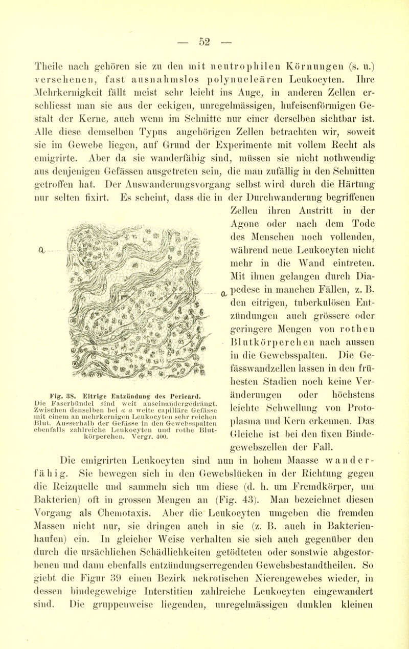 Theile nach gehören sie zu den mit neutrophilen Körnungen (s. u.) versehenen, fast ausnahmslos polynucleären Leukocyten. Ihre Mehrkernigkeit fällt meist sehr leicht ins Auge, in anderen Zellen er- schliesst man sie aus der eckigen, unregelmässigen, hufeisenförmigen Ge- stalt der Kerne, auch wenn im Schnitte nur einer derselben sichtbar ist. Alle diese demselben Typus angehörigen Zellen betrachten wir, soweit sie im Gewebe liegen, auf Grund der Experimente mit vollem Recht als emigrirte. Aber da sie wanderfähig sind, müssen sie nicht nothwendig aus denjenigen Gefässen ausgetreten sein, die man zufällig in den Schnitten getroffen hat. Der Auswanderungsvorgang selbst wird durch die Härtung nur selten fixirt. Es scheint, dass die in der Durchwanderung begriffenen Zellen ihren Austritt in der Agone oder nach dem Tode . ».^ Menschen noch vollenden, 0/ i- während neue Leukocyten nicht mehr in die Wand eintreten. Mit ihnen gelangen durch Dia- 0^ pedese in manchen Fällen, z.B. den eitrigen, tuberkulösen Ent- zündungen auch grössere oder l ^ geringere Mengen von rothen f Blutkörperchen nach aussen in die Gewebsspalten. Die Ge- ^^■^^ fässwandzellen lassen in den frü- hesten Stadien noch keine Ver- änderungen oder höchstens % Fig. 38. Eitrige Entzündung des Pericard. Die Faserbündel sind weit auseinandergedrängt. Zwischen denselben bei a a weite capilläre Gefässe mit einem an mehrkernigen Leukocyten sehr reichen Blut. Ausserhalb der Gefässe in den Gewebsspalten ebenfalls zahlreiche Leukocyten und rothe Blut- körperchen. Vergr. 400. leichte Schwellung von Proto- plasma und Kern erkennen. Das Gleiche ist bei den fixen Binde- gewebszellen der Fall. Die emigrirten Leukocyten sind nun in hohem Maasse w a n d e r - fähig. Sie bewegen sich in den Gewebslücken in der Richtung gegen die Reizquelle und sammeln sich um diese (d. h. um Fremdkörper, um Bakterien) oft in grossen Mengen an (Fig. 43). Man bezeichnet diesen Vorgang als Chemotaxis. Aber die Leukocyten umgeben die fremden Massen nicht nur, sie dringen auch in sie (z. B. auch in Bakterien- haufen) ein. In gleicher Weise verhalten sie sich auch gegenüber den durch die ursächlichen Schädlichkeiten getödteten oder sonstwie abgestor- benen und dann ebenfalls entzündungserregenden Gewebsbestandtheilen. So giebt die Figur 39 einen Bezirk nekrotischen Nierengewebes wieder, in dessen bindegewebige Interstitien zahlreiche Leukocyten eingewandert sind. Die gruppenweise liegenden, unregelmässigen dunklen kleinen