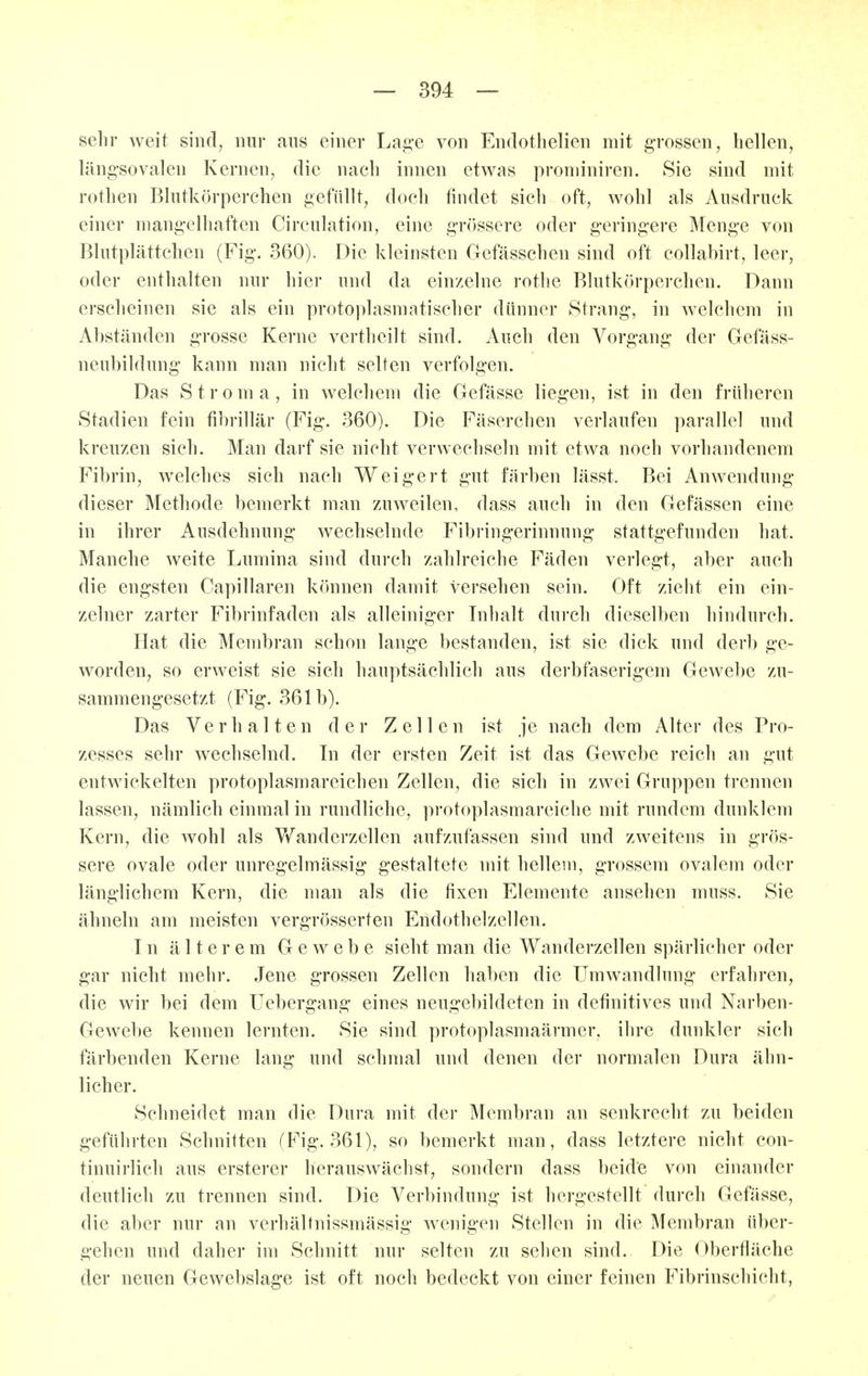 sehr weit sind, nur aus einer Lag-e von Endothelien mit grossen, hellen, läng'sovalen Kernen, die nach innen etwas proniiniren. Sie sind mit rothen Blutkörperchen gefüllt, doch findet sich oft, wohl als Ausdruck einer mangelhaften Circulation, eine grössere oder geringere Menge von Blutplättchen (Fig. 360). Die kleinsten Gefässchen sind oft collabirt, leer, oder enthalten nur hier und da einzelne rothe Blutkörperchen. Dann erseheinen sie als ein protoplasmntischer dünner Strang, in welchem in Abständen grosse Kerne vertheilt sind. Auch den Vorgang der Gefäss- neubildung kann man nicht seifen verfolgen. Das Strom a, in welchem die Gefässe liegen, ist in den früheren Stadien fein fibrillär (Fig. 360). Die Fäserchen verlaufen parallel und kreuzen sich. Man darf sie nicht verwechseln mit etwa noch vorhandenem Fibrin, welches sich nach Weigert gut färben lässt. Bei Anwendung dieser Methode bemerkt man zuweilen, dass auch in den Gefässen eine in ihrer Ausdehnung wechselnde Fibringerinnung stattgefunden hat. Manche weite Lumina sind durch zahlreiche Fäden verlegt, aber auch die engsten Capillaren können damit versehen sein. Oft zielit ein ein- zelner zarter Fibrinfaden als alleiniger Inhalt durch dieselben hindurch. Hat die Membran schon lange bestanden, ist sie dick und derb ge- worden, so erweist sie sich hauptsächlich aus derbfaserigem Gewebe zu- sammengesetzt (Fig. 361b). Das Verhalten der Zellen ist je nach dem Alter des Pro- zesses sehr wechselnd. In der ersten Zeit ist das Gewebe reich an gut entwickelten protoplasmareichen Zellen, die sich in zwei Gruppen trennen lassen, nämlich einmal in rundliche, protoplasmareiche mit rundem dunklem Kern, die wohl als Wanderzellen aufzufassen sind und zweitens in grös- sere ovale oder unregelmässig gestaltete mit hellem, grossem ovalem oder länglichem Kern, die man als die fixen Elemente ansehen muss. Sie ähneln am meisten vergrösserten Endothelzellen. In älterem Gewebe sieht man die Wanderzellen spärlicher oder gar nicht mehi-. Jene grossen Zellen haben die Umwandlung erfahren, die wir bei dem Uebergang eines neugebildeten in definitives und Narben- Gewebe kennen lernten. Sie sind protoplasmaärmer, ihre dunkler sich färbenden Kerne lang und schmal und denen der normalen Dura ähn- licher. Schneidet man die Dura mit der Membran an senkrecht zu beiden geführten Schnitten (Fig. 361), so bemerkt man, dass letztere nicht con- tinuirlicli aus ersterer herauswächst, sondern dass beide von einander deutlich zu trennen sind. Die Verbindung ist hergestellt durch Gefässe, die aber nur an verhältnissmässig Avenigen Stellen in die Membran über- gehen und daher im Schnitt nur selten zu sehen sind. Die Oberfläche der neuen Gewebslage ist oft noch bedeckt von einer feinen Fibrinschicht,