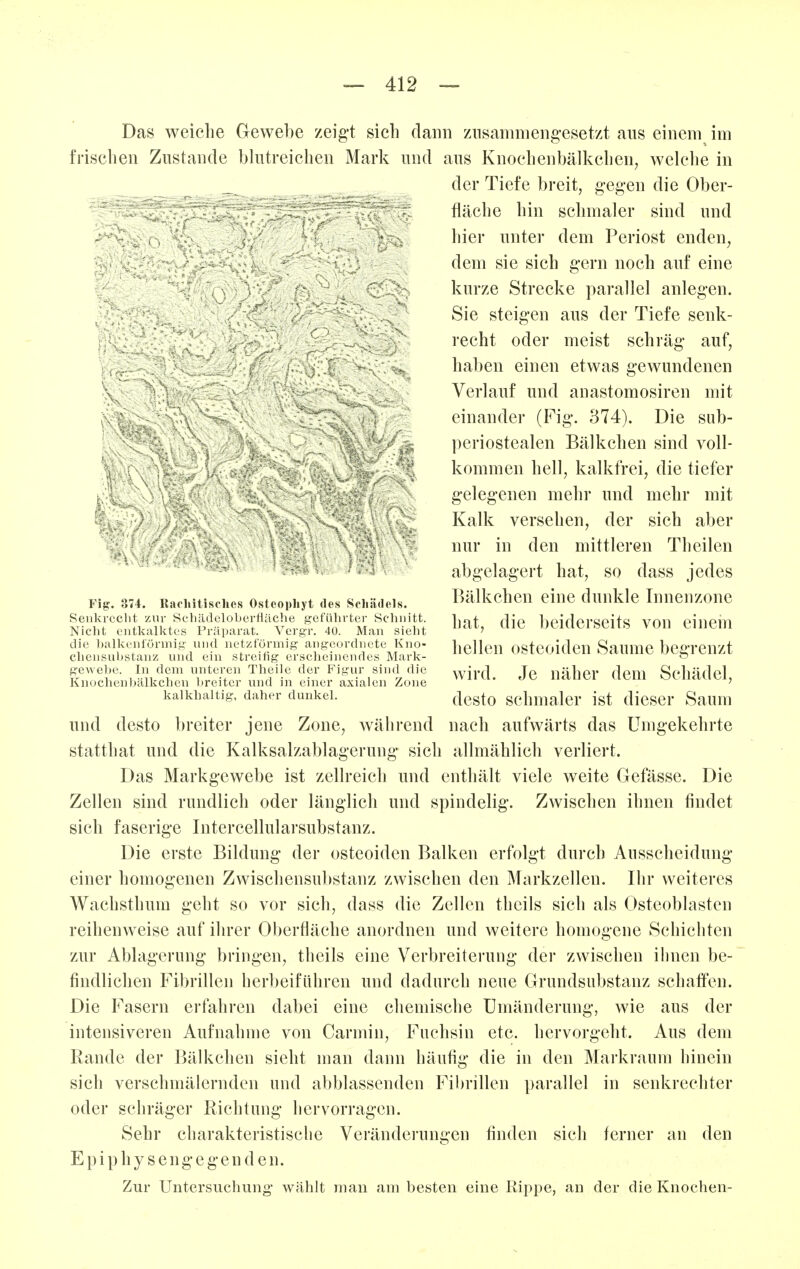 Das weiche Gewebe zeigt sich dann ziisaninieng-esetzt aus einem im frisclien Zustande bhitreichen Mark und aus Knochenbälkchen, welche in der Tiefe breit, gegen die Ober- fläche hin schmaler sind und ^ liier unter dem Periost enden, dem sie sich gern noch auf eine kurze Strecke parallel anlegen. ' Sie steigen aus der Tiefe senk- recht oder meist schräg auf, ! ^ haben einen etwas gewundenen K Verlauf und anastomosiren mit (\ einander (Fig. 374). Die sub- periostealen Bälkchen sind voll- kommen hell, kalkfrei, die tiefer gelegenen mehr und mehr mit Kalk versehen, der sich aber nur in den mittleren Theilen abgelagert hat, so dass jedes Bälkchen eine dunkle Innenzonc hat, die beiderseits von einem hellen osteoiden Saume begrenzt wird. Je näher dem Schädel, desto schmaler ist dieser Saum nach aufwärts das Umgekehrte Fig. 374. Rachitisches Osteophyt des Schädels. Senkrecht zur Schädeloberfläche geführter Schnitt. Nicht entkalktes Präparat. Vergr, 40. Man sieht die balkenl'örmig und netzförmig angeordnete Kno- chensubstanz und ein streifig erscheinendes Mark- gewebe. In dem unteren Theile der Figur sind die Knochen bälkchen Ijreiter und in einer axialen Zone kalkhaltig, daher dunkel. und desto breiter jene Zone, w^ährend statthat und die Kalksalzablagerung sich allmählich verliert. Das Markgewebe ist zellreich und enthält viele weite Gefässe. Die Zellen sind rundlich oder länglich und spindelig. Zwischen ihnen findet sich faserige Intercellularsubstanz. Die erste Bildung der osteoiden Balken erfolgt durch Ausscheidung einer homogenen Zwischensubstanz zwischen den Markzellen. Ihr weiteres Wachsthum geht so vor sich, dass die Zellen thcils sich als Osteoblasten reihenweise auf ihrer Oberfläche anordnen und weitere homogene Schichten zur Ablagerung bringen, theils eine Verbreiterung der zwischen ihnen be- findlichen Fibrillen herbeiführen und dadurch neue Grundsubstanz schaffen. Die Fasern erfahren dabei eine chemische Umänderung, wie aus der intensiveren Aufnahme von Carmin, Fuchsin etc. hervorgeht. Aus dem Rande der Bälkchen sieht man dann häufig die in den Markraum hinein sich verschmälernden und abblassenden Fibrillen parallel in senkrechter oder schräger Richtung hervorragen. Sehr charakteristische Veränderungen finden sich ferner an den E p i p h y s e n g e g e n d e n. Zur Untersuchung wählt man am besten eine Kippe, an der die Knochen-