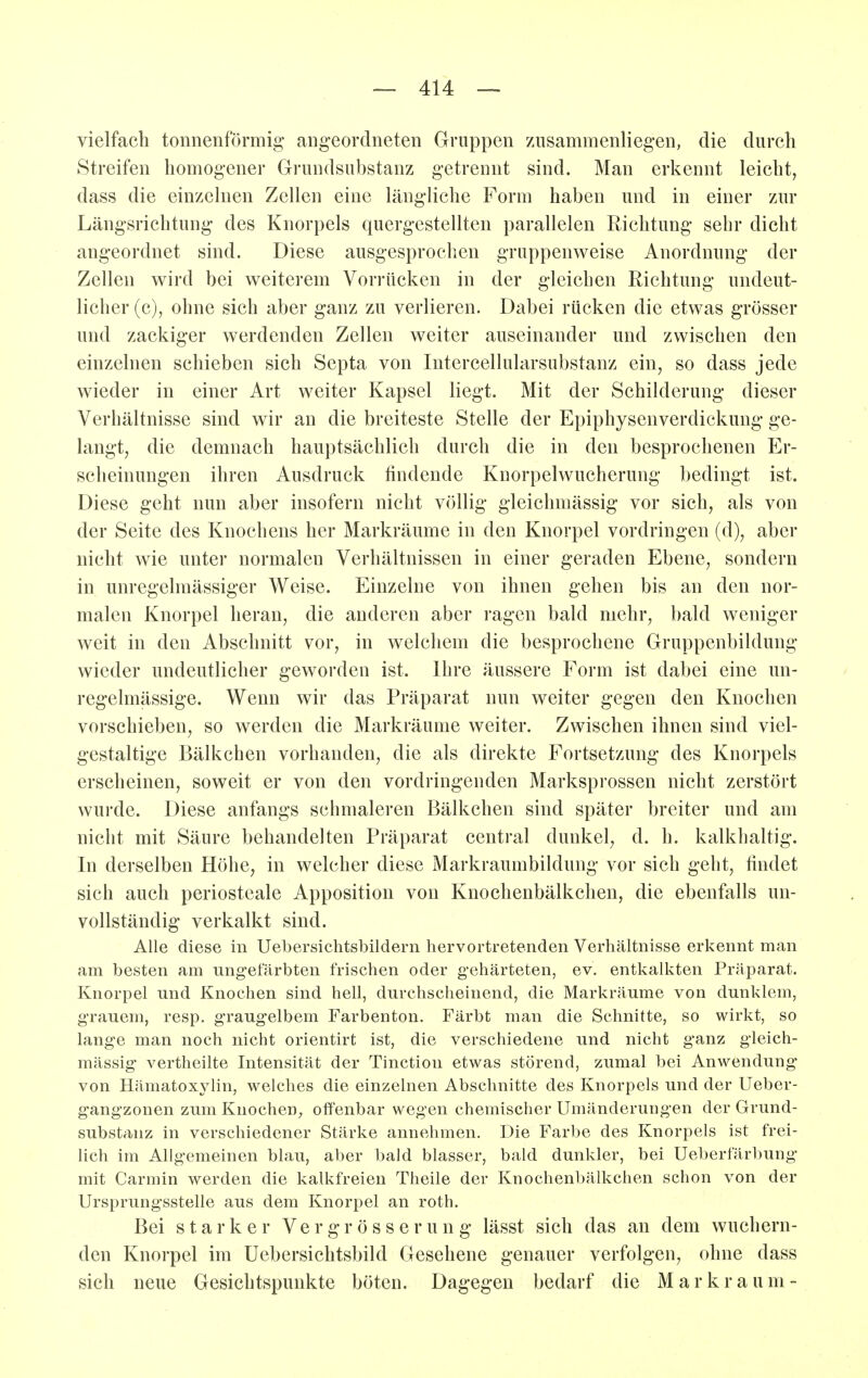 vielfach tonnenförmig angeordneten Gruppen zusammenliegen, die durch Streifen homogener Grundsubstanz getrennt sind. Man erkennt leicht, dass die einzelnen Zellen eine längliche Form haben und in einer zur Längsrichtung des Knorpels quergestellten parallelen Richtung sehr dicht angeordnet sind. Diese ausgesprochen gruppenweise Anordnung der Zellen wird bei weiterem Vorrücken in der gleichen Richtung undeut- licher (c), ohne sich aber ganz zu verlieren. Dabei rücken die etwas grösser und zackiger werdenden Zellen weiter auseinander und zwischen den einzelnen schieben sich Septa von Intercellularsubstanz ein, so dass jede wieder in einer Art weiter Kapsel liegt. Mit der Schilderung dieser Verhältnisse sind wir an die breiteste Stelle der Epiphysenverdickung ge- langt, die demnach hauptsächlich durch die in den besprochenen Er- scheinungen ihren Ausdruck findende Knorpelwucherung bedingt ist. Diese geht nun aber insofern nicht völlig gleichmässig vor sich, als von der Seite des Knochens her Markräume in den Knorpel vordringen (d), aber nicht wie unter normalen Verhältnissen in einer geraden Ebene, sondern in unregelmässiger Weise. Einzelne von ihnen gehen bis an den nor- malen Knorpel heran, die anderen aber ragen bald mehr, bald weniger weit in den Abschnitt vor, in welchem die besprochene Gruppenbildung wieder undeutlicher geworden ist. Ihre äussere Form ist dabei eine un- regelmässige. Wenn wir das Präparat nun weiter gegen den Knochen vorschieben, so werden die Markräume weiter. Zwischen ihnen sind viel- gestaltige Bälkchen vorhanden, die als direkte Fortsetzung des Knorpels erscheinen, soweit er von den vordringenden Marksprossen nicht zerstört wurde. Diese anfangs schmaleren Bälkchen sind später breiter und am nicht mit Säure behandelten Präparat central dunkel, d. h. kalkhaltig. In derselben Höhe, in welcher diese Markraumbildung vor sich geht, hndet sich auch periosteale Apposition von Knochenbälkchen, die ebenfalls un- vollständig verkalkt sind. Alle diese in Uebersichtsbildern hervortretenden Verhältnisse erkennt man am besten am ungefärbten frischen oder gehärteten, ev. entkalkten Präparat. Knorpel und Knochen sind hell, durchscheinend, die Markräume von dunklem, grauem, resp. graugelbem Farbenton. Färbt man die Schnitte, so wirkt, so lange man noch nicht orientirt ist, die verschiedene und nicht ganz gleich- mässig vertheilte Intensität der Tinction etwas störend, zumal bei Anwendung von Hämatoxylin, welches die einzelnen Abschnitte des Knorpels und der Ueber- gangzonen zum Knochen, offenbar wegen chemischer Umänderungen der Grund- substanz in verschiedener Stärke annehmen. Die Farbe des Knorpels ist frei- lich im Allgemeinen blau, aber bald blasser, bald dunkler, bei Ueberfärbung mit Carmin werden die kalkfreien Theile der Knochenbälkchen schon von der Ursprungsstelle aus dem Knorpel an roth. Bei starker V e r g r ö s s e r u n g lässt sich das an dem wuchern- den Knorpel im üebersichtsbild Gesehene genauer verfolgen, ohne dass sich neue Gesichtspunkte böten. Dagegen bedarf die M a r k r a u m -