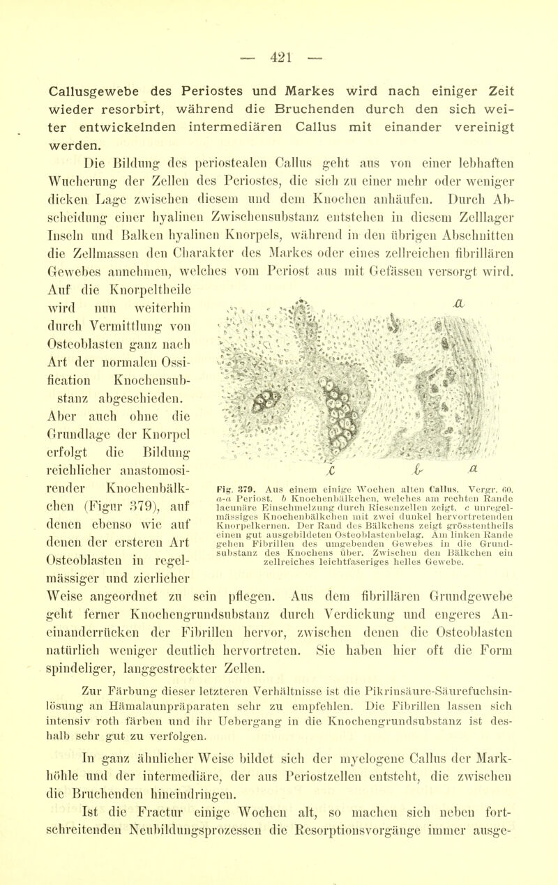 Callusgewebe des Periostes und Markes wird nach einiger Zeit wieder resorbirt, während die Bruchenden durch den sich wei- ter entwickelnden intermediären Gallus mit einander vereinigt werden. Die Bildung- des periostealen Callus geht ans von einer lebhaften Wucherung der Zellen des Periostes, die sich zu einer mehr oder weniger dicken Lage zwischen diesem und dem Knochen anhäufen. Durch Ab- sclieidung einer hyalinen Zwischensubstanz entstehen in diesem Zelllager Inseln und Balken hyalinen Knorpels, während in den übrigen Abschnitten die Zellmassen den Charakter des Markes oder eines zellreichen fibrillären Gewebes annehmen, welches vom Periost aus mit Gefässen versorgt wird. <dL\ XL ■ '■ . .- . \ ^ ' ;. . Is' V ■ . ^ ^ X .ir Fig. 379. Aus einem einipre Wochen alten CaUus. Vergr. fiO. a-a Periost, h Knoclienbälkclien, welches am rechten Rande lacunäre Einschmelzung durch Riesenzellen zeigt, c unregel- mässiges Knochenhälkchen mit zwei dunkel hervortretenden Knorpelkernen. Der Rand des Bälkchens zeigt grösstentheils einen gut ausgebildeten Osteoblastenbelag. Am linken Rande gehen Fibrillen des umgebenden Gewebes in die Grund- substanz des Knochens über. Zwischen den Bälkchen ein zellreiches leichtfaseriges helles Gewebe. Weise angeordnet zu sein pflegen. Aus dem fibrillären Grundgewebe geht ferner Knochengrundsubstanz durch Verdickung und engeres An- einanderrücken der Fibrillen hervor, zwischen denen die Osteoblasten natürlich weniger deutlich hervortreten. Sie haben hier oft die Form spindeliger, langgestreckter Zellen. Zur Färbung dieser letzteren Verhältnisse ist die Pikrinsäure-Säurefuchsin- lösung- an Hämalaunpräparaten sehr zu empfehlen. Die Fibrillen lassen sich intensiv roth färben und ihr Ueberg-ang* in die Knochengrundsubstanz ist des- halb sehr gut zu verfolgen. In ganz ähnlicher Weise bildet sich der myelogene Callus der Mark- höhle und der intermediäre, der aus Periostzellen entsteht, die zwischen die Bruchenden hineindringen. Ist die Fractur einige Wochen alt, so machen sich neben fort- schreitenden Neubildungsprozessen die Resorptionsvorgänge immer ausge- Auf die Knorpeltheile wird nun weiterhin durch Vermittlung von Osteoblasten ganz nach Art der normalen Ossi- fication Knochensub- stanz abgeschieden. Aber auch ohne die Grundlage der Knorpel erfolgt die Bildung reichlicher anastomosi- render Knochenhälk- chen (Figur 379), auf denen ebenso wie auf denen der ersteren Art Osteoblasten in regel- mässiger und zierlicher