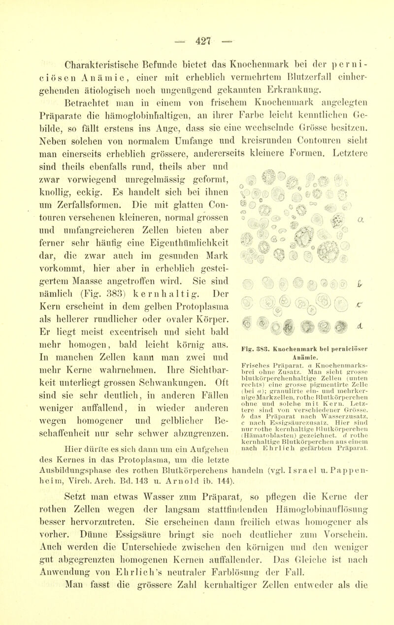 Charakteristische Befunde bietet das Knochenmark bei der p e r n i - c i ö s e n Anämie, einer mit erheblicli vermehrtem Bhit/erfall einher- gehenden ätiologisch noch ung'cnüg-end gekannten Erkrankung. Betrachtet man in einem von frischem Knochenmark angelegten Präparate die hämoglobinhaltigen, an ihrer Farbe leicht kenntlichen Ge- bilde, so fällt erstens ins Auge, dass sie eine wechselnde Grösse besitzen. Neben solchen von normalem Umfange und kreisrunden Contouren sieht man einerseits erheblich grössere, andererseits kleinere Formen. Letztere sind theils ebenfalls rund, theils aber und zwar vorwiegend unregelmässig geformt, knollig, eckig. Es handelt sich bei ihnen um Zerfallsformen. Die mit glatten Con- touren versehenen kleineren, normal grossen und umfangreicheren Zellen bieten aber ferner sehr häufig eine Eigenthümlichkeit dar, die zwar auch im gesunden Mark vorkommt, hier aber in erheblich gestei- gertem Maasse angetroffen wird. Sie sind nämlich (Fig. 383) kernhaltig. Der Kern erscheint in dem gelben Protoplasma als hellerer rundlicher oder ovaler Körper. Er liegt meist excentrisch und sieht bald mehr homogen, bald leicht körnig aus. In manchen Zellen kann man zwei und mehr Kerne wahrnehmen. Ihre Sichtbar- keit unterliegt grossen Schwankungen. Oft sind sie sehr deutlich, in anderen Fällen weniger auffallend, in wieder anderen wegen homogener und gelblicher Be- schaffenheit nur sehr schwer abzugrenzen. Hier dürfte es sich dann um ein Aufgehen des Kernes in das Protoplasma, um die letzte Ausbildungsphase des rothen Blutkörperchens handeln (vgl. Israel u. Pappen- heim, Virch. Arch. Bd. 143 u. Arnold ib. 144). Setzt man etwas Wasser zum Präparat, so pflegen die Kerne der rothen Zellen wegen der langsam stattfindenden Ilämoglobinauflösung besser hervorzutreten. Sie erscheinen dann freilich etwas homogener als vorher. Dünne Essigsäure bringt sie noch deutlicher zum Vorschein. Auch werden die Unterschiede zwischen den körnigen und den weniger gut abgegrenzten homogenen Kernen auffallender. Das Gleiche ist nach Anwendung von Ehrlich's neutraler Farblösung der Fall. Man fasst die grössere Zahl kernhaltiger Zellen entweder als die LI ¥'\g. 383. Kitochenmark bei perniciöser Anämie. Frisches Präparat, a Kiiocheninarks- l)rei ohne Zusatz. Man sieht grosse hlutkörperchenhaltige Zellen (unten rechts) eine grosse pigmentirte ZeHe (hei a); granulirte ein- und melirker- nigeMarkzellen, rothc l^lutkörperchen ohne und solche mit Kern. Letz- tere sind von verschiedener Grösse. b das Präparat nach Wasserzusatz, c nach Essigsäurezusatz. Hier sind nurrothe kernhaltige Blutkörperchen (Hämatohlasten) gezeichnet, d rothe kernhaltige Blutkörperchen aus einem nach Ehrlich gefärbten Präparat.