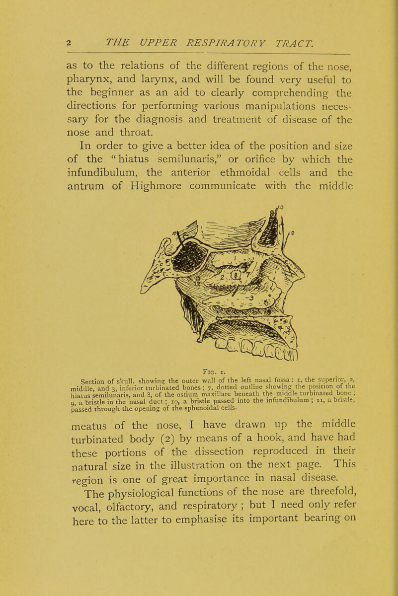 as to the relations of the different regions of the nose, pharynx, and larynx, and will be found very useful to the beginner as an aid to clearly comprehending the directions for performing various manipulations neces- sary for the diagnosis and treatment of disease of the nose and throat. In order to give a better idea of the position and size of the hiatus semilunaris, or orifice by which the infundibulum, the anterior ethmoidal cells and the antrum of Highmore communicate with the middle Fig. I. Section of skull, showing; the outer wall of the left nasal fossa: i, the superior, 2, middle and 3, inferior turbinated bones; 7. dotted outline showing the position of the hiatus semilunaris, and 8, of the ostium maxillare beneath the middle turbinated bone ; 9, a bristle in the nasal duct; 10, a bristle passed into the infundibulum ; 11, a bristle, passed through the opening of the sphenoidal cells. meatus of the nose, I have drawn up the middle turbinated body (2) by means of a hook, and have had these portions of the dissection reproduced in their natural size in the illustration on the next page. This region is one of great importance in nasal disease. The physiological functions of the nose are threefold, vocal, olfactory, and respiratory ; but I need only refer here to the latter to emphasise its important bearing on