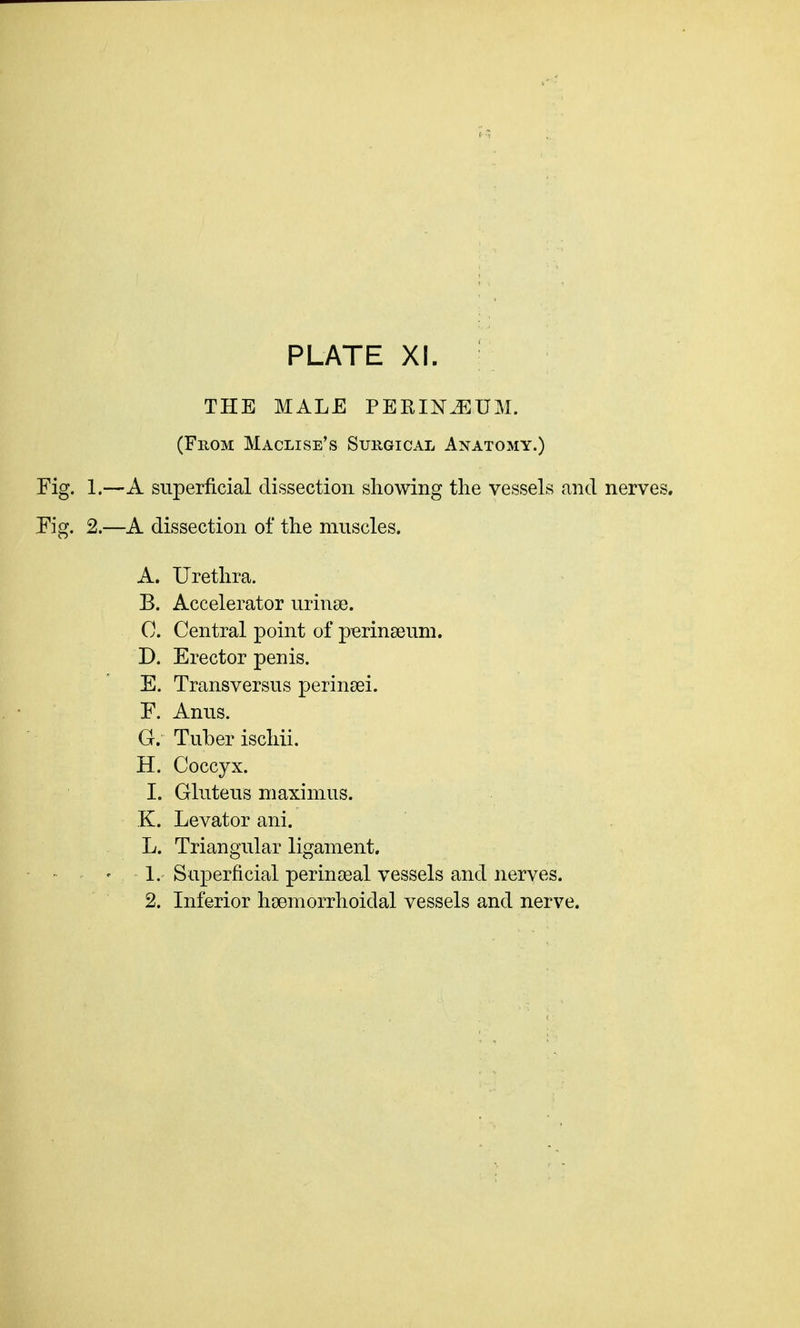 THE MALE PERINEUM. (From Maclise's Surgical Anatomy.) Fig. 1.—A superficial dissection showing the vessels and nerves. Pig. 2.—A dissection of the muscles. A. Urethra. B. Accelerator urinse. 0. Central point of perinseum. D. Erector penis. E. Trans versus perinsei. F. Anus. G. Tuber ischii. H. Coccyx. 1. Gluteus maximus. K. Levator ani. L. Triangular ligament. • 1. Superficial perineal vessels and nerves. 2. Inferior hsemorrhoidal vessels and nerve.