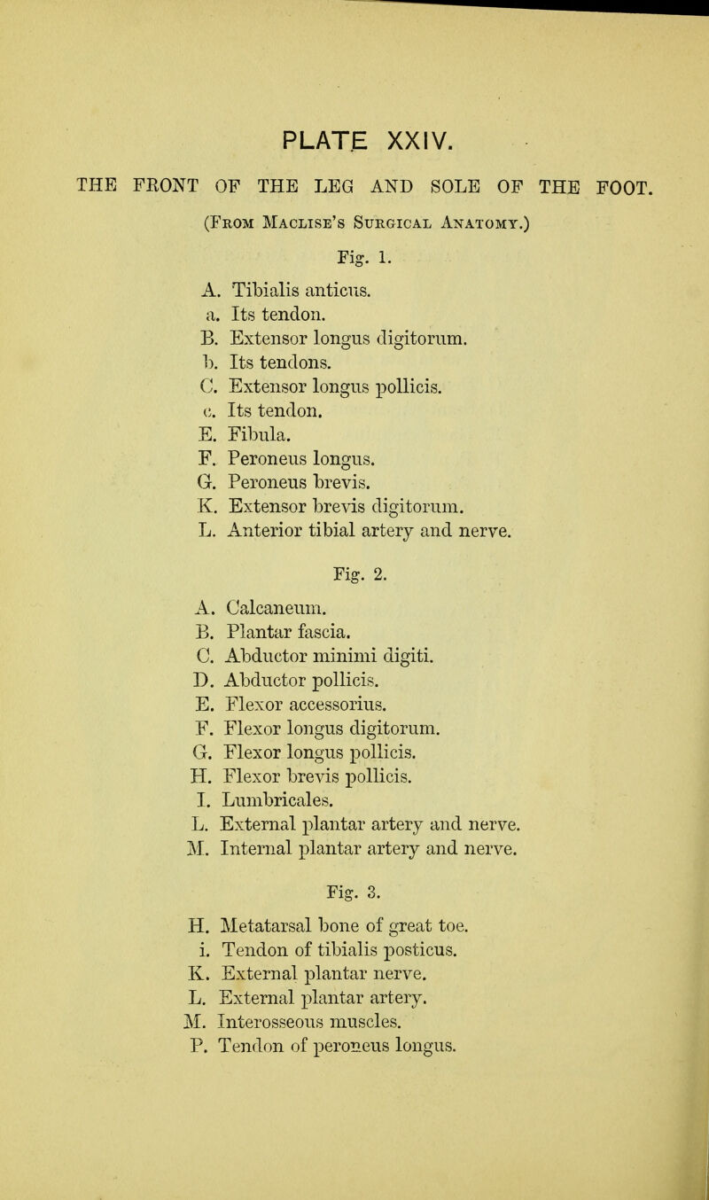 THE FRONT OF THE LEG AND SOLE OF THE FOOT. (From Maclise's Surgical Anatomy.) Fig. 1. A. Tibialis anticus. a. Its tendon. B. Extensor longus digitorum. 1). Its tendons. C. Extensor longus pollicis. c. Its tendon. E. Fibula. F. Peroneus longus. G. Peroneus brevis. K. Extensor brevis digitorum. L. Anterior tibial artery and nerve. Fig. 2. A. Calcaneum. B. Plantar fascia. C. Abductor minimi digiti. D. Abductor pollicis. E. Flexor accessorius. F. Flexor longus digitorum. G. Flexor longus pollicis. H. Flexor brevis pollicis. I. Lumbricales. L. External plantar artery and nerve. M. Internal plantar artery and nerve. Fig. 3. H. Metatarsal bone of great toe. i. Tendon of tibialis posticus. K. External plantar nerve. L. External plantar artery. M. Interosseous muscles. P. Tendon of peroneus longus.