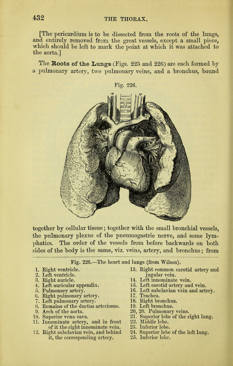 [The pericardium is to be dissected from the roots of the lungs, and entirely removed from the great vessels, except a small piece, which should be left to mark the point at which it was attached to the aorta.] The Roots of the Lungs (Figs. 225 and 226) are each formed by a pulmonary artery, two pulmonary veins, and a bronchus, bound Fig. 226. together by cellular tissue; together with the small bronchial vessels, the pulmonary plexus of the pneumogastric nerve, and some lym- phatics. The order of the vessels from before backwards on both sides of the body is the same, viz. veins, artery, and bronchus; from Fig. 226.—The heart i 1. Right ventricle. 2. Left ventricle. 3. Right auricle. 4. Left auricular appendix. 5. Pulmonary artery. 6. Right pulmonary artery. 7. Left pulmonary artery. 8. Remains of the ductus arteriosus. 9. Arch of the aorta. 10. Superior vena cava. 11. Innominate artery, and in front of it the right innominate vein. 12. Right subclavian vein, and behind it, the corresponding artery. i lungs (from Wilson). 13. Right common carotid artery and jugular vein. 14. Left innominate vein. 15. Left carotid artery and vein. 16. Left subclavian vein and artery. 17. Trachea. 18. Right bronchus. 19. Left bronchus. 20. 20. Pulmonary veins. 21. Superior lobe of the right lung. 22. Middle lobe. 23. Inferior lobe. 24. Superior lobe of the left lung. 25. Inferior lobe.