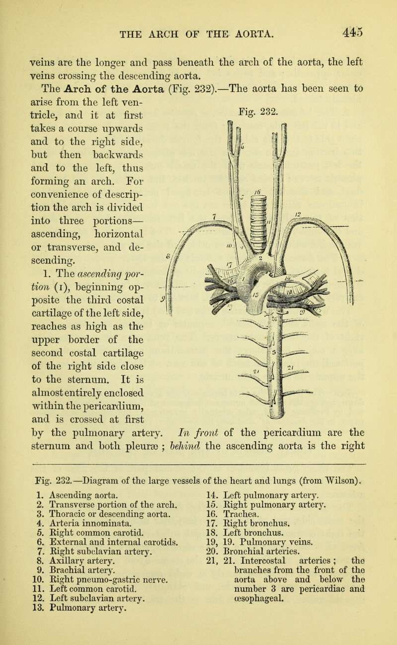 veins are the longer and pass beneath the arch of the aorta, the left veins crossing the descending aorta. The Arch of the Aorta (Fig. 232).—The aorta has been seen to arise from the left ven- tricle, and it at first FiS- 232- takes a course upwards and to the right side, but then backwards and to the left, thus forming an arch. For convenience of descrip- tion the arch is divided into three portions— ascending, horizontal or transverse, and de- scending. 1. The ascending por- tion (i), beginning op- posite the third costal cartilage of the left side, reaches as high as the upper border of the second costal cartilage of the right side close to the sternum. It is almost entirely enclosed within the pericardium, and is crossed at first by the pulmonary artery. In front of the pericardium are the sternum and both pleurae ; behind the ascending aorta is the right Fig. 232.—Diagram of the large vessels of the heart and lungs (from Wilson). 1. Ascending aorta. 2. Transverse portion of the arch. 3. Thoracic or descending aorta. 4. Arteria innominata. 5. Eight common carotid. 6. External and internal carotids. 7. Right subclavian artery. 8. Axillary artery. 9. Brachial artery. 10. Right pneumo-gastric nerve. 11. Left common carotid. 12. Left subclavian artery. 13. Pulmonary artery. 14. Left pulmonary artery. 15. Right pulmonary artery. 16. Trachea. 17. Right bronchus. 18. Left bronchus. 19. 19. Puhnonary veins. 20. Bronchial arteries. 21. 21. Intercostal arteries; the branches from the front of the aorta above and below the number 3 are pericardiac and oesophageal.