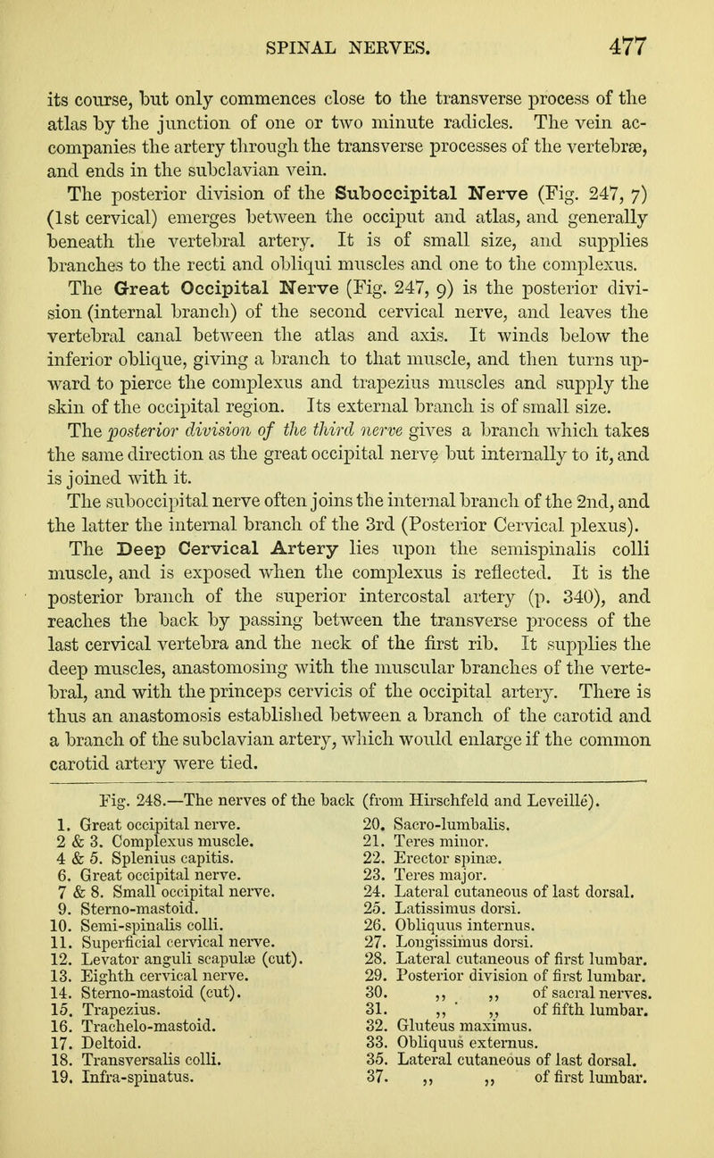 its course, but only commences close to the transverse process of the atlas by the junction of one or two minute radicles. The vein ac- companies the artery through the transverse processes of the vertebrae, and ends in the subclavian vein. The posterior division of the Suboccipital Nerve (Fig. 247, 7) (1st cervical) emerges between the occiput and atlas, and generally beneath the vertebral artery. It is of small size, and supplies branches to the recti and obliqui muscles and one to the complexus. The Great Occipital Nerve (Fig. 247, 9) is the posterior divi- sion (internal branch) of the second cervical nerve, and leaves the vertebral canal between the atlas and axis. It winds below the inferior oblique, giving a branch to that muscle, and then turns up- ward to pierce the complexus and trapezius muscles and supply the skin of the occipital region. Its external branch is of small size. The posterior division of the third nerve gives a branch which takes the same direction as the great occipital nerve but internally to it, and is joined with it. The suboccipital nerve often joins the internal branch of the 2nd, and the latter the internal branch of the 3rd (Posterior Cervical plexus). The Deep Cervical Artery lies upon the semispinalis colli muscle, and is exposed when the complexus is reflected. It is the posterior branch of the superior intercostal artery (p. 340), and reaches the back by passing between the transverse process of the last cervical vertebra and the neck of the first rib. It supplies the deep muscles, anastomosing with the muscular branches of the verte- bral, and with the princeps cervicis of the occipital artery. There is thus an anastomosis established between a branch of the carotid and a branch of the subclavian artery, which would enlarge if the common carotid artery were tied. Fig. 248.—The nerves of the 1. Great occipital nerve. 2 & 3. Complexus muscle. 4 & 5. Splenius capitis. 6. Great occipital nerve. 7 & 8. Small occipital nerve. 9. Sterno-mastoid. 10. Semi-spinalis colli. 11. Superficial cervical nerve. 12. Levator anguli scapulae (cut). 13. Eighth cervical nerve. 14. Sterno-mastoid (cut). 15. Trapezius. 16. Trachelo-mastoid. 17. Deltoid. 18. Transversalis colli. 19. Infra-spinatus. (from Hirschfeld and Leveille). 20. Sacro-lumbalis. 21. Teres minor. 22. Erector spina?. 23. Teres major. 24. Lateral cutaneous of last dorsal. 25. Latissimus dorsi. 26. Obliquus internus. 27. Longissimus dorsi. 28. Lateral cutaneous of first lumbar. 29. Posterior division of first lumbar. 30. „ „ of sacral nerves. 31. „ of fifth lumbar. 32. Gluteus maximus. 33. Obliquus externus. 35. Lateral cutaneous of last dorsal. 37. of first lumbar.