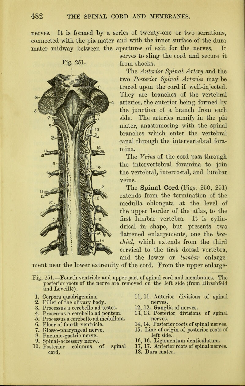 nerves. It is formed by a series of twenty-one or two serrations, connected with the pia mater and with the inner surface of the dura mater midway between the apertures of exit for the nerves. It serves to sling the cord and secure it Fig. 251. from shocks. The Anterior Spinal Artery and the two Posterior Spinal Arteries may be traced upon the cord if well-injected. They are branches of the vertebral arteries, the anterior being formed by the junction of a branch from each side. The arteries ramify in the pia mater, anastomosing with the spinal branches which enter the vertebral canal through the intervertebral fora- mina. The Veins of the cord pass through the intervertebral foramina to join the vertebral, intercostal, and lumbar veins. The Spinal Cord (Figs. 250, 251) extends from the termination of the medulla oblongata at the level of the upper border of the atlas, to the first lumbar vertebra. It is cylin- drical in shape, but presents two flattened enlargements, one the bra- chial, which extends from the third cervical to the first dorsal vertebra, and the lower or lumbar enlarge- ment near the lower extremity of the cord. From the upper enlarge- Fig. 251.—Fourth ventricle and upper part of spinal cord and membranes. The posterior roots of the nerve are removed on the left side (from Hirschfeld and Leveille). 1. Corpora quadrigemina. 2. Fillet of the olivary body. 3. Processus a cerebello ad testes. 4. Processus a cerebello ad pontem. 5. Processus a cerebello ad medullam. 6. Floor of fourth ventricle. 7. Glossopharyngeal nerve. 8. Pneumo-gastric nerve. 9. Spinal-accessory nerve. 10. Posterior columns of spinal cord, 11, 11. Anterior divisions of spinal nerves. 12, 12. Ganglia of nerves. 13, 13. Posterior divisions of spinal nerves. 14,14. Posterior roots of spinal nerves. 15. Line of origin of posterior roots of left side. 16, 16. Ligamentum denticulatum. 17, 17. Anterior roots of spinal nerves. 18. Dura mater.