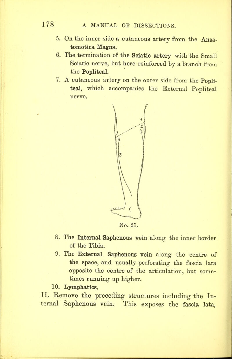 5. On the inner side a cutaneous artery from the Anas- tomotica Magna. 6. The termination of the Sciatic artery with the Small Sciatic nerve, but here reinforced by a branch from the Popliteal. 7. A cutaneous artery on the outer side from the Popli- teal, which accompanies the External Popliteal nerve. 8. The Internal Saphenous vein along the inner border of the Tibia. 9. The External Saphenous vein along the centre of the space, and usually perforating the fascia lata opposite the centre of the articulation, but some- times running up higher. 10. Lymphatics. II. Remove the preceding structures including the In- ternal Saphenous vein. This exposes the fascia lata,