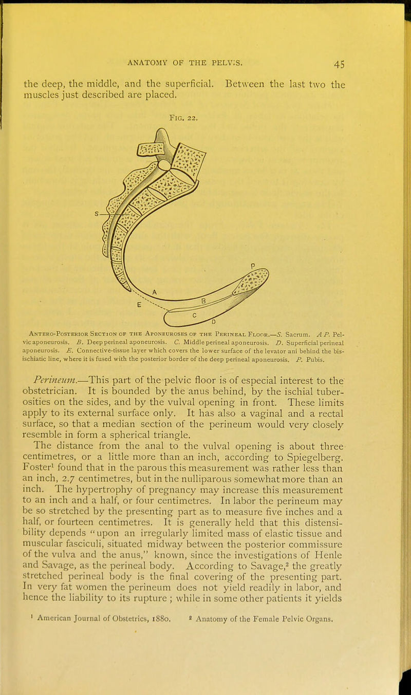 the deep, the middle, and the superficial. Between the last two the muscles just described are placed. Antero-Postekior Section of the Aponeuroses of the Perineal Floor.—5. Sacrum. A P. Pel- vic aponeurosis. 5. Deep perineal aponeurosis. C. Middle perineal aponeurosis. ZJ. Superficial perineal aponeurosis. E. Connective-tissue layer which covers the lower surface of the levator ani behind the bis- ischiatic line, where it is fused with the posterior border of the deep perineal aponeurosis. P. Pubis. Perineum.—This part of the pelvic floor is of especial interest to the obstetrician. It is bounded by the anus behind, by the ischial tuber- osities on the sides, and by the vulval opening in front. These limits apply to its external surface only. It has also a vaginal and a rectal surface, so that a median section of the perineum would very closely resemble in form a spherical triangle. The distance from the anal to the vulval opening is about three centimetres, or a little more than an inch, according to Spiegelberg. Foster^ found that in the parous this measurement was rather less than an inch, 2.7 centimetres, but in the nuUiparous somewhat more than an inch. The hypertrophy of pregnancy may increase this measurement to an inch and a half, or four centimetres. In labor the perineum may be so stretched by the presenting part as to measure five inches and a half, or fourteen centimetres. It is generally held that this disten.si- bility depends upon an irregularly limited mass of elastic tissue and muscular fasciculi, situated midway between the posterior commi.ssure of the vulva and the anus, known, since the investigations of Henle and Savage, as the perineal body. According to Savage,^ the greatly stretched perineal body is the final covering of the presenting part. In very fat women the perineum does not yield readily in labor, and hence the liability to its rupture ; while in some other patients it yields ' American Journal of Obstetrics, 1880. « Anatomy of the Female Pelvic Organs. Fig. 22.