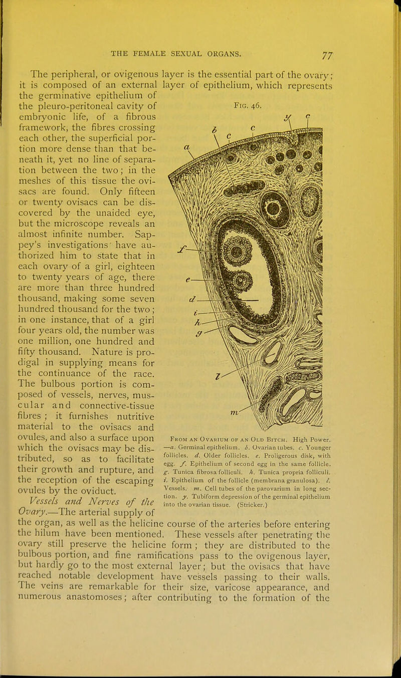 Fig. 46. The peripheral, or ovigenous layer is the essential part of the ovary; it is composed of an external layer of epithelium, which represents the germinative epithelium of the pleuro-peritoneal cavity of embryonic life, of a fibrous framework, the fibres crossing each other, the superficial por- tion more dense than that be- neath it, yet no line of separa- tion between the two; in the meshes of this tissue the ovi- sacs are found. Only fifteen or twenty ovisacs can be dis- covered by the unaided eye, but the microscope reveals an almost infinite number. Sap- pey's investigations' have au- thorized him to state that in each ovary of a girl, eighteen to twenty years of age, there are more than three hundred thousand, making some seven hundred thousand for the two ; in one instance, that of a girl four years old, the number was one million, one hundred and fifty thousand. Nature is pro- digal in supplying means for the continuance of the race. The bulbous portion is com- posed of vessels, nerves, mus- cular and connective-tissue fibres ; it furnishes nutritive material to the ovisacs and ovules, and also a surface upon which the ovisacs may be dis- tributed, so as to facilitate their growth and rupture, and the reception of the escaping ovules by the oviduct. Vessels and Nerves of the Ovary.—The arterial supply of the organ, as well as the helicine course of the arteries before entering the hilum have been mentioned. These vessels after penetrating the ovary .still preserve the helicine form ; they are distributed to the bulbous portion, and fine ramifications pass to the ovigenous layer, but hardly go to the most external layer; but the ovisacs that have reached notable development have vessels passing to their walls. The veins are remarkable for their size, varicose appearance, and numerous anastomoses; after contributing to the formation of the From an Ovarium of an Old Bitch. High Power. —a. Germinal epithelium. i}. Ovarian tubes, r. Younger follicles, d. Older follicles, e. Proligerous disk, with egg. y. Epithelium of second egg in the same follicle. ^. Tunica fibrosa folliculi. h. Tunica propria folliculi. i. Epithelium of the follicle (membrana granulosa). /. Vessels, m. Cell tubes of the parovarium in long sec- tion, y. Tubiform depression of the germinal epithelium into the ovarian tissue. (Strieker.)