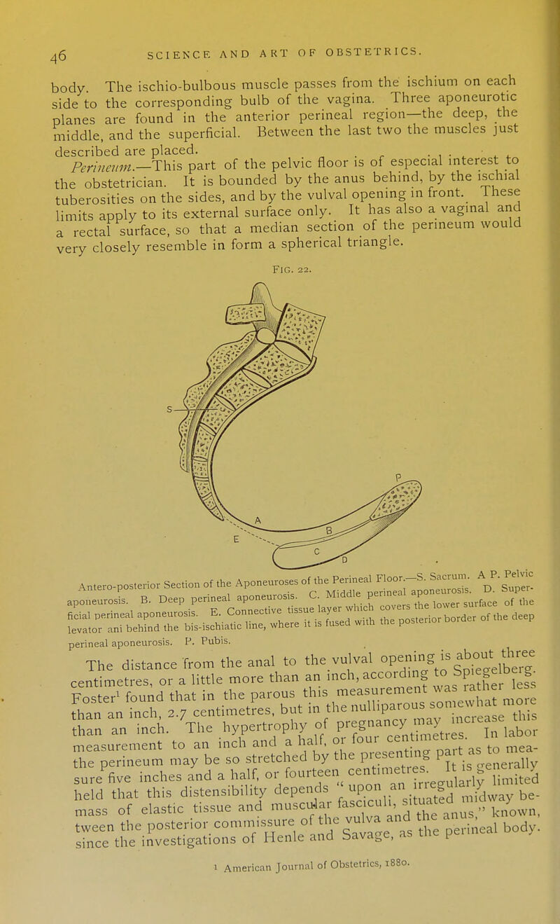 body The ischio-bulbous muscle passes from the ischium on each side to the corresponding bulb of the vagina. Three aponeurotic planes are found in the anterior perineal region—the deep, the middle, and the superficial. Between the last two the muscles just described are placed. Perineum.— This part of the pelvic floor is of especial interest to the obstetrician. It is bounded by the anus behind, by the ischial tuberosities on the sides, and by the vulval opening in front, lnese limits apply to its external surface only. It has also a vaginal and a rectal surface, so that a median section of the perineum would very closely resemble in form a spherical triangle. Fig. 22. AM„„,o..erio, Sec.io. o, *e .po..™ o,~a^} Super- apoa.urosi, B. Deep pe^^^^^^Z«, L V^r «f «,« perineal aponeurosis. P. Pubis. ^m^ ineum may be so stretched by the presenting sure five inches and a half, or fourteen centimetres It is generany he d that this distensibility depends « upon an mass of elastic tissue and muscular fasciculi,^situated«■« > tween the posterior commissure of the vulva and the anus since the investigations of Henle and Savage, as the pen ' American Journal of Obstetrics, i83o.