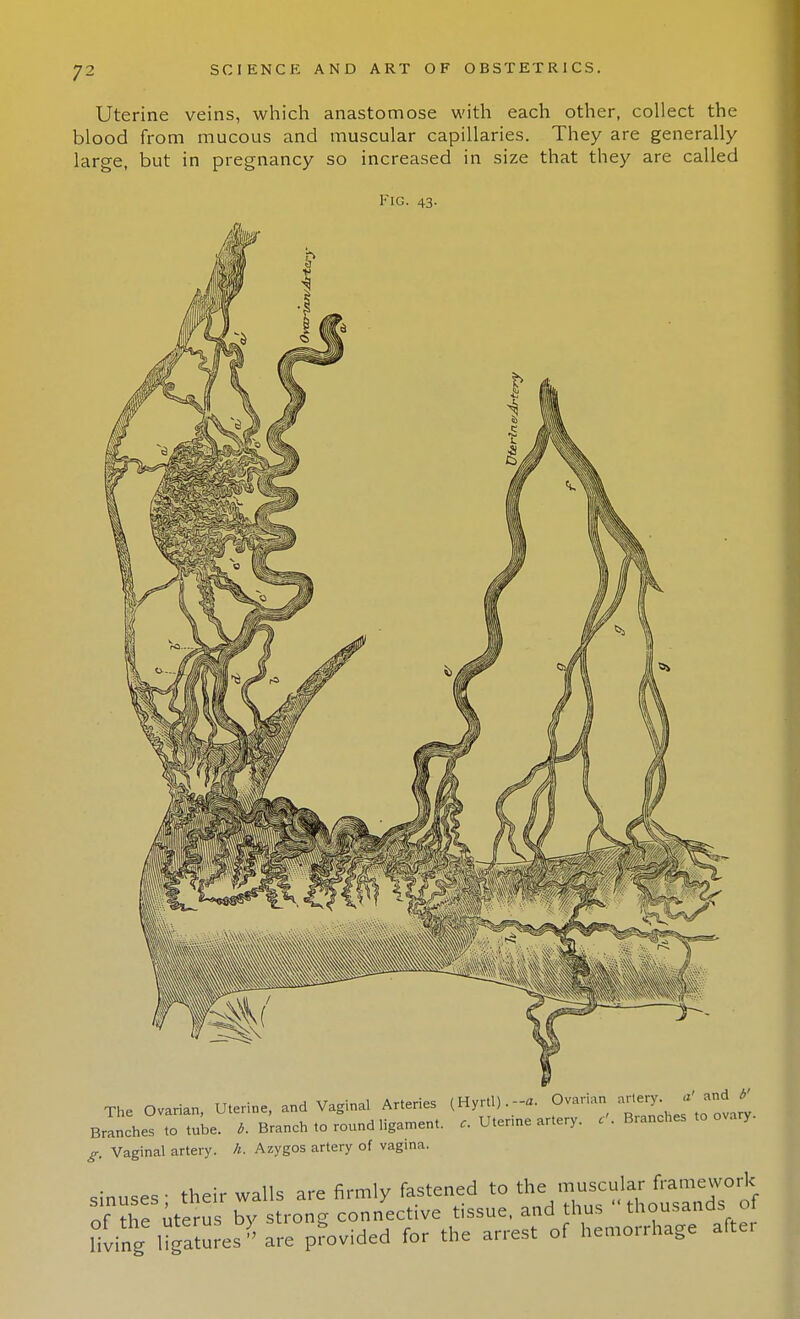 Uterine veins, which anastomose with each other, collect the blood from mucous and muscular capillaries. They are generally large, but in pregnancy so increased in size that they are called Fig. 43- The Ovarian, Uterine, and Vagina. Arteries (Hyrtl).-a. Ovarian artery a«ij Branches to tube. b. Branch to round ligament, c. Utenne artery. Branches to ovary g. Vaginal artery, h. Azygos artery of vagina. sinuses; their walls are firmly fastened to the.T^STof nf the uterus bv strong connective tissue, and thus tnousanos 01 living Inures are pfovided for the arrest of hemorrhage after