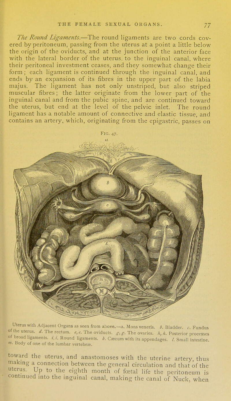 The Round Ligaments.—The round ligaments are two cords cov- ered by peritoneum, passing from the uterus at a point a little below the origin of the oviducts, and at the junction of the anterior face with the lateral border of the uterus, to the inguinal canal, where their peritoneal investment ceases, and they somewhat change their form; each ligament is continued through the inguinal canal, and ends by an expansion of its fibres in the upper part of the labia majus. The ligament has not only unstriped, but also striped muscular fibres; the latter originate from the lower part of the inguinal canal and from the pubic spine, and are continued toward the uterus, but end at the level of the pelvic inlet. The round ligament has a notable amount of connective and elastic tissue, and contains an artery, which, originating from the epigastric, passes on Fig. 47. Uterus with Adjacent Organs as seen from above.—a. Mons veneris. 6. Bladder, c. Fundus of the uterus, d. The rectum, e, e. The oviducts. g,g. The ovaries. //,//. Posterior processes of broad hgaments. i, i. Round ligaments, k. Caecum with its appendages. /. Small intestine. m. Body of one of the lumbar vertebras. toward the uterus, and anastomoses with the uterine artery, thus making a connection between the general circulation and that of the uterus. Up to the eighth month of fcetal life the peritoneum is continued into the inguinal canal, making the canal of Nuck, when