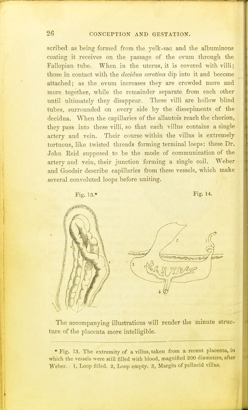 scribed as being formed from the yelk-sac and the albuminous coating it receives on the passage of the ovum through the Fallopian tube. When in the uterus, it is covered with villi; those in contact with the decidua serotina dip into it and become attached; as the ovum increases they are crowded more and more together, Avhile the remainder separate from each other until ultimately they disappear. These villi are hollow blind tubes, surrounded on every side by the dissepiments of the decidua. When the capillaries of the allantois reach the chorion, they pass into these villi, so that each villus contains a single artery and vein. Their course within the villus is extremely tortuous, like twisted threads forming terminal loops: these Dr. John Reid supposed to be the mode of communication of the artery and vein, their junction forming a single coil. Weber and Goodsir describe capillaries from these vessels, which make several convoluted loops before uniting. Fig. 13* Fig. 14. The accompanying illustrations will render the minute struc- ture of the placenta more intelligible. * Fig. 13. The extremity of a villus, taken from a recent placenta, in which the vessels were still filled with blood, magnified 200 diameters, after Weber. 1, Loop filled. 2, Loop empty. 3, Margin of pellucid villus.