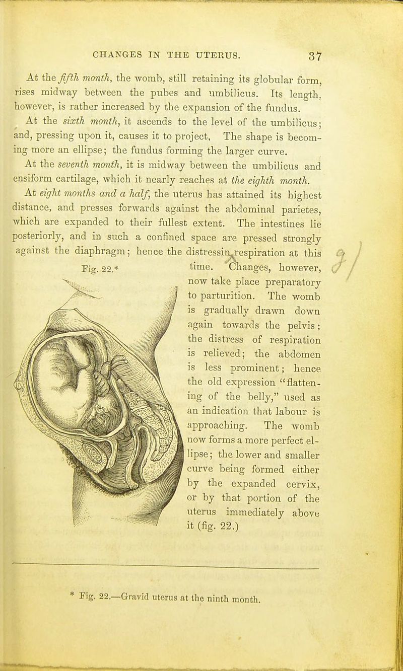 At the Jifth month, the womb, still retaining its globular form, rises midway between the pubes and umbilicus. Its length, however, is rather increased by the expansion of the fundus. At the sixth month, it ascends to the level of the umbilicus; and, pressing upon it, causes it to project, The shape is becom- ing more an ellipse; the fundus forming the larger curve. At the seventh month, it is midway between the umbilicus and ensiform cartilage, which it nearly reaches at the eighth month. At eight months and a half, the uterus has attained its highest distance, and presses forwards against the abdominal parietes, which are expanded to their fullest extent. The intestines lie posteriorly, and in such a confined space are pressed strongly against the diaphragm; hence the distressin^respiration at this Fig. 22.* time. Changes, however, now take place preparatory to parturition. The womb is gradually drawn down again towards the pelvis; the distress of respiration is relieved; the abdomen is less prominent; hence the old expression flatten- ing of the belly, used as an indication that labour is approaching. The womb now forms a more perfect el- lipse; the lower and smaller curve being formed either by the expanded cervix, or by that portion of the uterus immediately above it (fig. 22.) * Fig. 22.—Gravid uterus at the ninth month.
