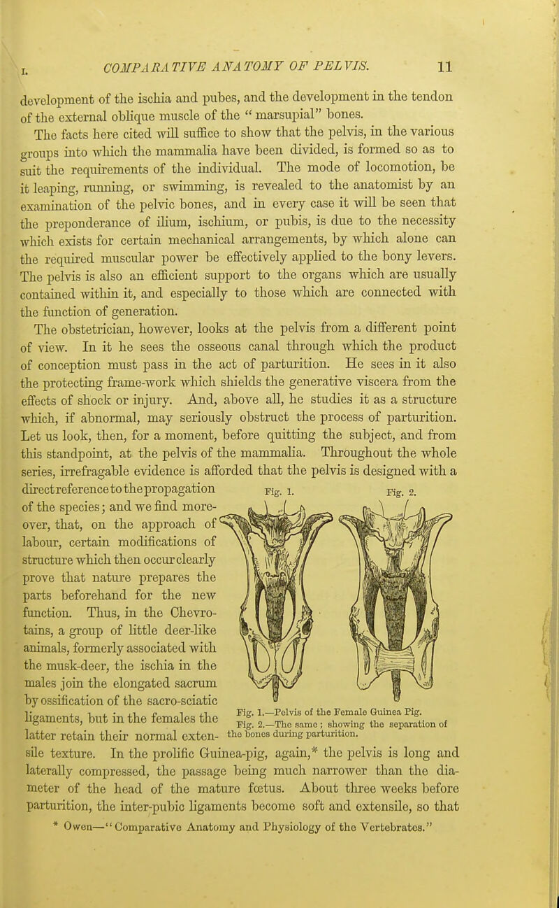 development of the ischia, and pubes, and the development in the tendon of the external oblique muscle of the  marsupial bones. The facts here cited will suffice to show that the pelvis, in the various groups into which the mammalia have been divided, is formed so as to suit the requirements of the individual. The mode of locomotion, be it leaping, running, or swimming, is revealed to the anatomist by an examination of the pelvic bones, and in every case it will be seen that the preponderance of ilium, ischium, or pubis, is due to the necessity which exists for certain mechanical arrangements, by which alone can the required muscular power be effectively applied to the bony levers. The pelvis is also an efficient support to the organs which are usually contained within it, and especially to those which are connected with the function of generation. The obstetrician, however, looks at the pelvis from a different point of view. In it he sees the osseous canal through which the product of conception must pass in the act of parturition. He sees in it also the protecting frame-work which shields the generative viscera from the effects of shock or injury. And, above all, he studies it as a structure which, if abnormal, may seriously obstruct the process of parturition. Let us look, then, for a moment, before quitting the subject, and from this standpoint, at the pelvis of the mammalia. Throughout the whole series, irrefragable evidence is afforded that the pelvis is designed with a direct reference to the propagation of the species; and we find more- over, that, on the approach of labour, certain modifications of structure which then occur clearly prove that nature prepares the parts beforehand for the new function. Thus, in the Chevro- tains, a group of little deer-like animals, formerly associated with the musk-deer, the ischia in the males join the elongated sacrum by ossification of the sacro-sciatic i; i > ■ ji n n ,i Pig. 1.—Pelvis of the Fomalo Guinea Pig. ligaments, but m the females the H« 2 _Tho samo. showing tho separ*ion of latter retain their normal exten- the bones durine parturition, sile texture. In the prolific Guinea-pig, again,* the pelvis is long and laterally compressed, the passage being much narrower than the dia- meter of the head of the mature fcetus. About three weeks before parturition, the inter-pubic ligaments become soft and extensile, so that * Owen—Comparative Anatomy and Physiology of the Vertebrates.