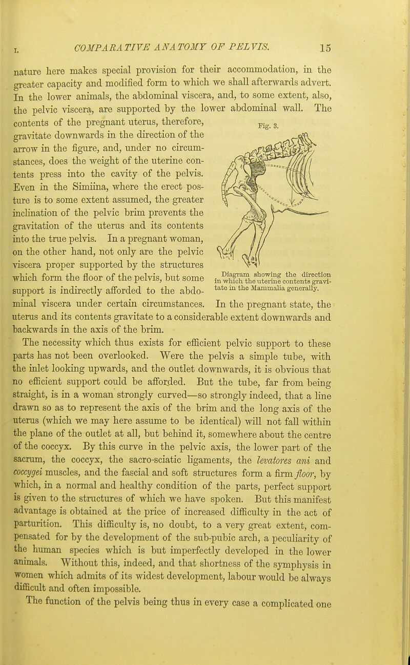 Fig. 3. Diagram showing the direction in which the uterine contents gravi- tate in the Mammalia generally. In the pregnant state, the nature here makes special provision for their accommodation, in the greater capacity and modified form to which we shall afterwards advert. In the lower animals, the abdominal viscera, and, to some extent, also, the pelvic viscera, are supported by the lower abdominal wall. The contents of the pregnant uterus, therefore, o-ravitate downwards in the direction of the arrow in the figure, and, under no circum- stances, does the weight of the uterine con- tents press into the cavity of the pelvis. Even in the Simiina, where the erect pos- ture is to some extent assumed, the greater inclination of the pelvic brim prevents the gravitation of the uterus and its contents into the true pelvis. In a pregnant woman, on the other hand, not only are the pelvic viscera proper supported by the structures which form the floor of the pelvis, but some support is indirectly afforded to the abdo- minal viscera under certain circumstances, uterus and its contents gravitate to a considerable extent downwards and backwards in the axis of the brim. The necessity which thus exists for efficient pelvic support to these parts has not been overlooked. Were the pelvis a simple tube, with the inlet looking upwards, and the outlet downwards, it is obvious that no efficient support could be afforded. But the tube, far from being straight, is in a woman strongly curved—so strongly indeed, that a hue drawn so as to represent the axis of the brim and the long axis of the uterus (which we may here assume to be identical) will not fall within the plane of the outlet at all, but behind it, somewhere about the centre of the coccyx. By this curve in the pelvic axis, the lower part of the sacrum, the coccyx, the sacro-sciatic ligaments, the levatores ani and coccygei muscles, and the fascial and soft structures form a firm floor, by which, in a normal and healthy condition of the parts, perfect support is given to the structures of which we have spoken. But this manifest advantage is obtained at the price of increased difficulty in the act of parturition. This difficulty is, no doubt, to a very great extent, com- pensated for by the development of the sub-pubic arch, a peculiarity of the human species which is but imperfectly developed in the lower animals. Without this, indeed, and that shortness of the symphysis in women which admits of its widest development, labour would be always difficult and often impossible. The function of the pelvis being thus in every case a complicated one