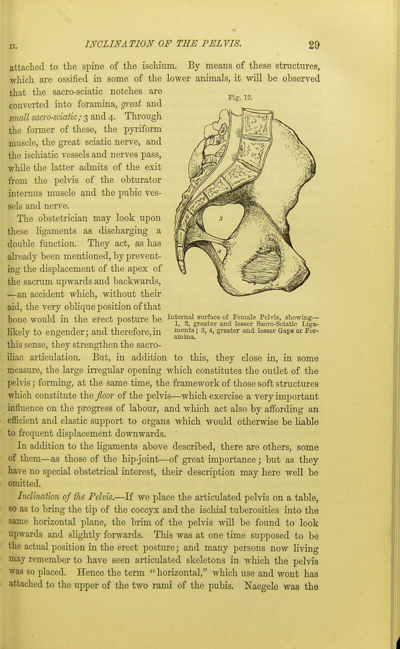 attached to the spine of the ischium. By means of these structures, which are ossified in some of the lower animals, it will be observed that the sacro-sciatic notches are ^ ^ converted into foramina, great and mall sacro-sciatic; 3 and 4. Through the former of these, the pyriform muscle, the great sciatic nerve, and the ischiatic vessels and nerves pass, while the latter admits of the exit from the pelvis of the obturator internus muscle and the pubic ves- sels and nerve. The obstetrician may look upon these ligaments as discharging a double function. They act, as has already been mentioned, by prevent- ing the displacement of the apex of the sacrum upwards and backwards, —an accident which, without their aid, the very oblique position of that bone Would in the erect posture be ^ernal surface of.Female Pelvis, showing- r 1, 2, greater and lesser Sacro-Sciatic Liga- likely to engender; and therefore,in this sense, they strengthen the sacro- iliac articulation. But, in addition to this, they close in, in some measure, the large irregular opening which constitutes the outlet of the pelvis; forming, at the same time, the framework of those soft structures which constitute the floor of the pelvis—which exercise a very important influence on the progress of labour, and which act also by affording an efficient and elastic support to organs which would otherwise be liable to frequent displacement downwards. In addition to the ligaments above described, there are others, some of them—as those of the hip-joint—of great importance; but as they have no special obstetrical interest, their description may here well be omitted. Inclination of the Pelvis.—If we place the articulated pelvis on a table, so as to bring the tip of the coccyx and the ischial tuberosities into the same horizontal plane, the brim of the pelvis will be found to look upwards and slightly forwards. This was at one time supposed to be the actual position in the erect posture; and many persons now living may remember to have seen articulated skeletons in which the pelvis was so placed. Hence the term horizontal, which use and wont has attached to the upper of the two rami of the pubis. Naegele was the ments; 3, 4, greater and lesser Gaps or For- amina.