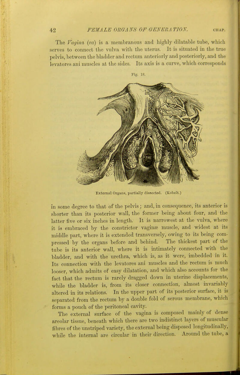 The Vagina (va) is a membranous and highly dilatable tube, which serves to connect the vulva with the uterus. It is situated in the true pelvis, between the bladder and rectum anteriorly and posteriorly, and the levatores ani muscles at the sides. Its axis is a curve, which corresponds Fig. 18. External Organs, partially dissected. (Kobclt.) in some degree to that of the pelvis ; and, in consequence, its anterior is shorter than its posterior wall, the former being about four, and the latter five or six inches in length. It is narrowest at the vulva, where it is embraced by the constrictor vagina? muscle, and widest at its middle part, where it is extended transversely, owing to its being com- pressed by the organs before and behind. The thickest part of the tube is its anterior wall, where it is intimately connected with the bladder, and with the urethra, which is, as it were, imbedded in it, Its connection with the levatores ani muscles and the rectum is much looser, which admits of easy dilatation, and which also accounts for the fact that the rectum is rarely dragged down in uterine displacements, while the bladder is, from its closer connection, almost invariably altered in its relations. In the upper part of its posterior surface, it is separated from the rectum by a double fold of serous membrane, which forms a pouch of the peritoneal cavity. The external surface of the vagina is composed mainly of dense areolar tissue, beneath which there are two indistinct layers of muscular fibres of the unstriped variety, the external being disposed longitudinally, while the internal are circular in their direction. Around the tube, a