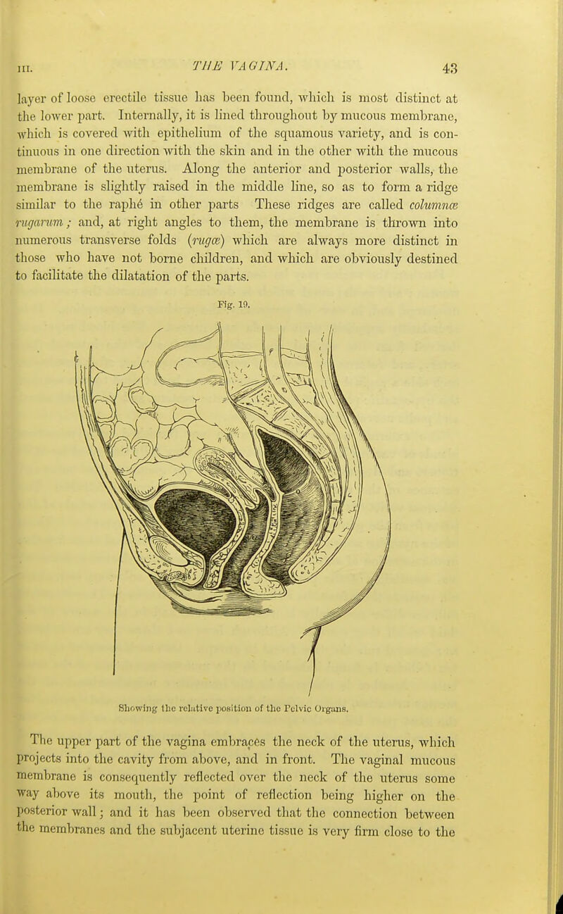 Til E VAGINA. layer of loose erectile tissue lias been found, which is most distinct at the lower part. Internally, it is lined throughout by mucous membrane, which is covered with epithelium of the squamous variety, and is con- tinuous in one direction with the skin and in the other with the mucous membrane of the uterus. Along the anterior and posterior walls, the membrane is slightly raised in the middle line, so as to form a ridge similar to the raphe in other parts These ridges are called columnce rugarnm ; and, at right angles to them, the membrane is thrown into numerous transverse folds (nigce) which are always more distinct in those who have not borne children, and which are obviously destined to facilitate the dilatation of the parts. Fig. 10. Showing tlic relative position of the Telvic Organs. The upper part of the vagina embraces the neck of the uterus, which projects into the cavity from above, and in front. The vaginal mucous membrane is consequently reflected over the neck of the uterus some way above its mouth, the point of reflection being higher on the posterior wall; and it has been observed that the connection between the membranes and the subjacent uterine tissue is very firm close to the