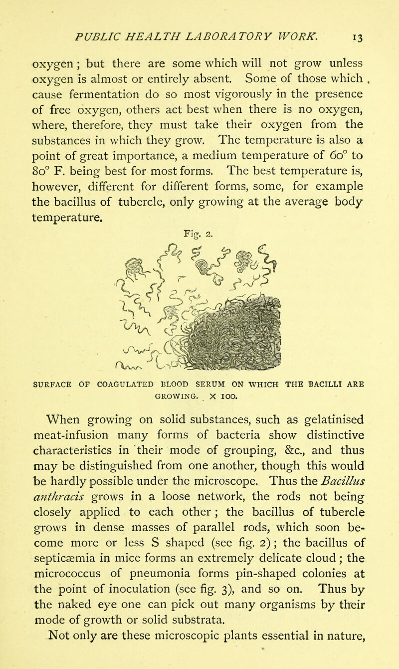 oxygen ; but there are some which will not grow unless oxygen is almost or entirely absent. Some of those which . cause fermentation do so most vigorously in the presence of free oxygen, others act best when there is no oxygen, where, therefore, they must take their oxygen from the substances in which they grow. The temperature is also a point of great importance, a medium temperature of 60° to 80° F. being best for most forms. The best temperature is, however, different for different forms, some, for example the bacillus of tubercle, only growing at the average body temperature. Fig. 2. SURFACE OF COAGULATED BLOOD SERUM ON WHICH THE BACILLI ARE GROWING. X 100. When growing on solid substances, such as gelatinised meat-infusion many forms of bacteria show distinctive characteristics in their mode of grouping, &c., and thus may be distinguished from one another, though this would be hardly possible under the microscope. Thus the Bacillus aiithracis grows in a loose network, the rods not being closely applied to each other; the bacillus of tubercle grows in dense masses of parallel rods, which soon be- come more or less S shaped (see fig. 2); the bacillus of septicaemia in mice forms an extremely delicate cloud; the micrococcus of pneumonia forms pin-shaped colonies at the point of inoculation (see fig. 3), and so on. Thus by the naked eye one can pick out many organisms by their mode of growth or solid substrata. Not only are these microscopic plants essential in nature,