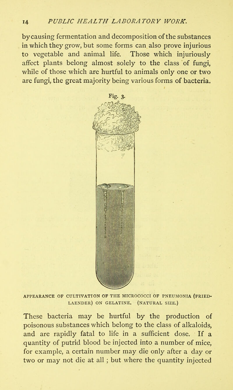 by causing fermentation and decomposition of the substances in which they grow, but some forms can also prove injurious to vegetable and animal life. Those which injuriously affect plants belong almost solely to the class of fungi, while of those which are hurtful to animals only one or two are fungi, the great majority being various forms of bacteria. Fig. 3. APPEARANCE OF CULTIVATION OF THE MICROCOCCI OF PNEUMONIA (FRIED- LAENDER) on GELATINE. (NATURAL SIZE.) These bacteria may be hurtful by the production of poisonous substances which belong to the class of alkaloids, and are rapidly fatal to life in a sufficient dose. If a quantity of putrid blood be injected into a number of mice, for example, a certain number may die only after a day or two or may not die at all ; but where the quantity injected