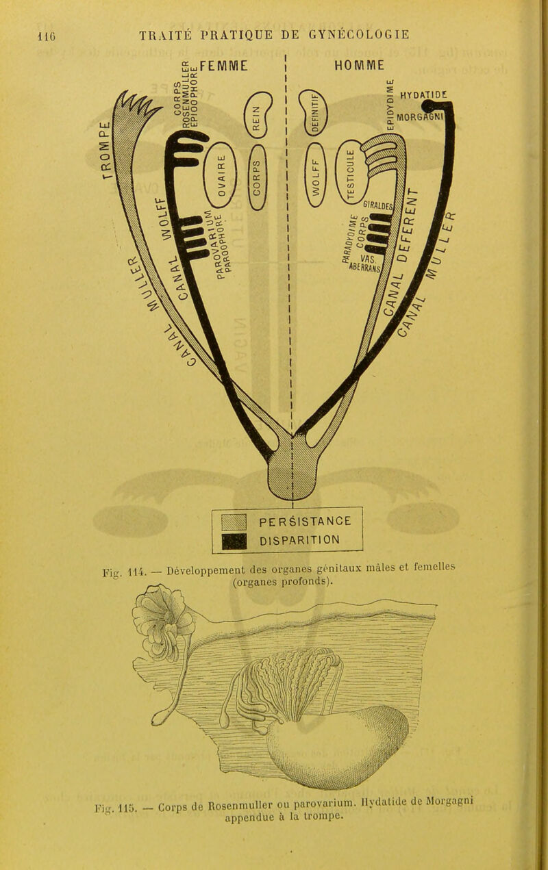 £uj FEMME Joe: m HOMME Uf | HYDATIDE ci o S a* 5 ce, 5 o, ce Q PERSISTANCE DISPARITION Fig ni. _ Développement des organes génitaux mâles et femelles (organes profonds). Pig. 115. Corps de Rosenmuller ou parovarium. llydatide de Morgagni appendue à la trompe.