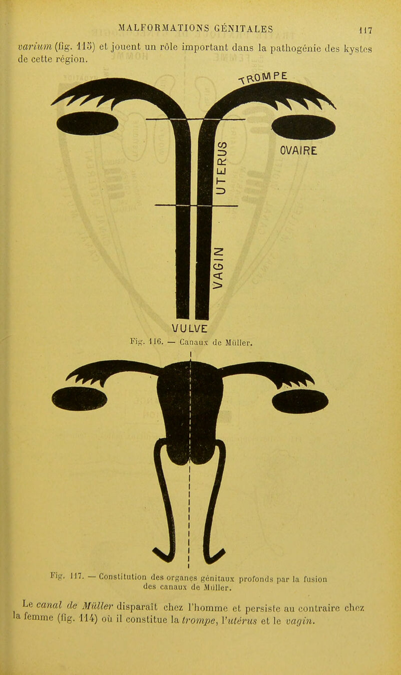 varium (fig. 115) et jouent un rôle important dans la pathogénie des kystes de cette région. ROMPE VULVE Fi--. 116. — Canaux de Millier. I Fig. 117. — Constitution des organçs génitaux profonds par la fusion des canaux de Mùller. Le canal de Mùller disparaît chez l'homme et persiste au contraire chez la femme (fig. 114) où il constitue la Irompe, ViUérus et le vagin.