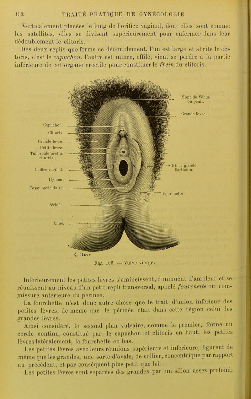 Verticalement placées le long de l'orifice vaginal, dont elles sont comme les satellites, elles se divisent supérieurement pour enfermer dans leur dédoublement le clitoris. Des deux replis que forme ce dédoublement, l'un est large et abrite le cli- toris, c'est le capuchon, l'autre est mince, effilé, vient se perdre à la partie inférieure de cet organe érectile pour constituer le frein du clitoris. Ç. Il tvy Fig. 166. — Vulve vierge. Inférieurement les petites lèvres s'amincissent, diminuent d'ampleur et se réunissent au niveau d'un petit repli transversal, appelé fourchette ou com- missure antérieure du périnée. La fourchette n'est donc autre chose que le trait d'union inférieur des petites lèvres, de même que le périnée était dans cette région celui dos grandes lèvres. Ainsi considéré, le second plan vulvaire, comme le premier, forme un cercle continu, constitué par le capuchon et clitoris en haut, les petites lèvres latéralement, la fourchette en bas. Les petites lèvres avec leurs réunions supérieure et inférieure, figurent de même que les grandes, une sorte d'ovale, de collier, concentrique par rapport au précédent, et par conséquent plus petit que lui. Les petites lèvres sont séparées des grandes par un sillon assez profond,