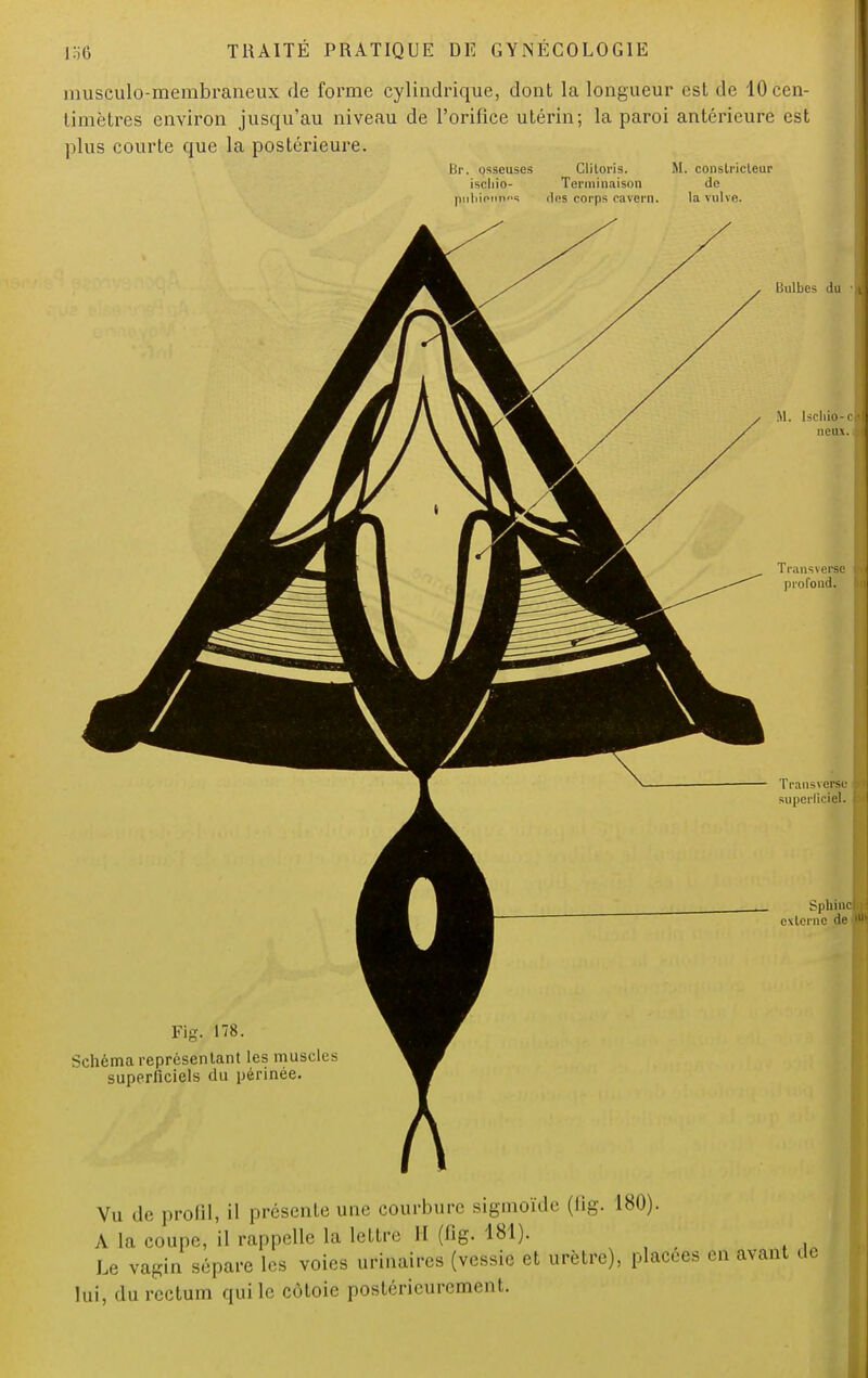 musculo-membraneux de forme cylindrique, dont la longueur est de 10 cen- timètres environ jusqu'au niveau de l'orifice utérin; la paroi antérieure est plus courte que la postérieure. Br. osseuses Clitoris. M. constricteur ischio- Terminaison de piihipimns des corps cavern. la vulve. liulbes du M. lscliio-c ncux. : Transverse profond. Transversc superficiel. Sphincb externe de Fig. 178. Schéma représentant les muscles superficiels du périnée. Vu de profil, il présente une courbure sigmoïde (fig. 180). A la coupe, il rappelle la lettre II (fig. 181). Le vagin sépare les voies urinaircs (vessie et urètre), placées en avant île lui, du rectum qui le côtoie postérieurement.