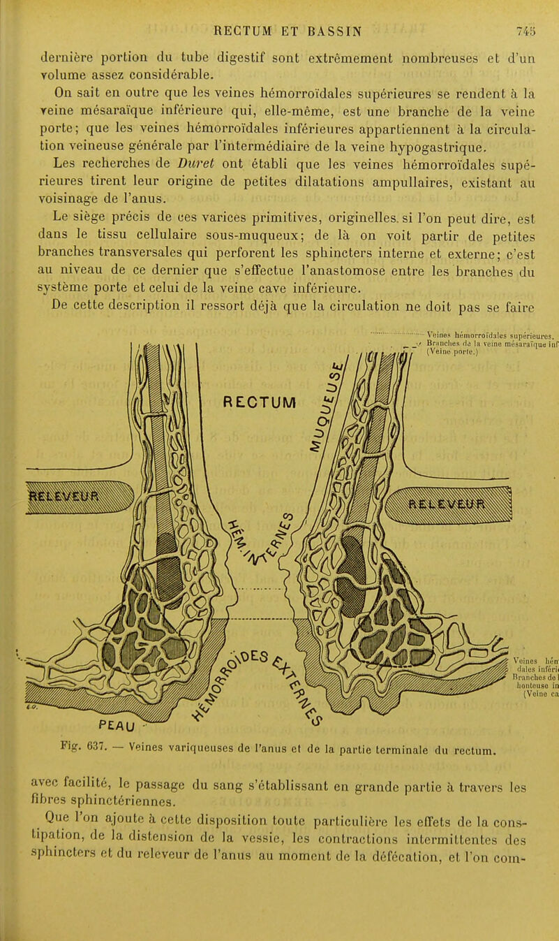 dernière portion du tube digestif sont extrêmement nombreuses et d'un volume assez considérable. On sait en outre que les veines hémorroïdales supérieures se rendent à là reine mésaraïque inférieure qui, elle-même, est une branche de la veine porte; que les veines hémorroïdales inférieures appartiennent à la circula- tion veineuse générale par l'intermédiaire de la veine hypogastrique. Les recherches de Duret ont établi que les veines hémorroïdales supé- rieures tirent leur origine de petites dilatations ampullaires, existant au voisinage de l'anus. Le siège précis de ces varices primitives, originelles, si l'on peut dire, est dans le tissu cellulaire sous-muqueux; de là on voit partir de petites branches transversales qui perforent les sphincters interne et externe; c'est au niveau de ce dernier que s'effectue l'anastomose entre les branches du système porte et celui de la veine cave inférieure. De cette description il ressort déjà que la circulation ne doit pas se faire Vaines lièmorroïdalcs supérieures. Fig. 637. — Veines variqueuses de l'anus et de la partie terminale du rectum. avec facilité, le passage du sang s'ctablissant en grande partie à travers les fibres sphinctériennes. Que l'on ajoute à cette disposition toute particulière les effets de la cons- tipation, de la distension de la vessie, les contractions intermittentes des sphincters et du releveur de l'anus au moment de la défécation, et l'on coin-