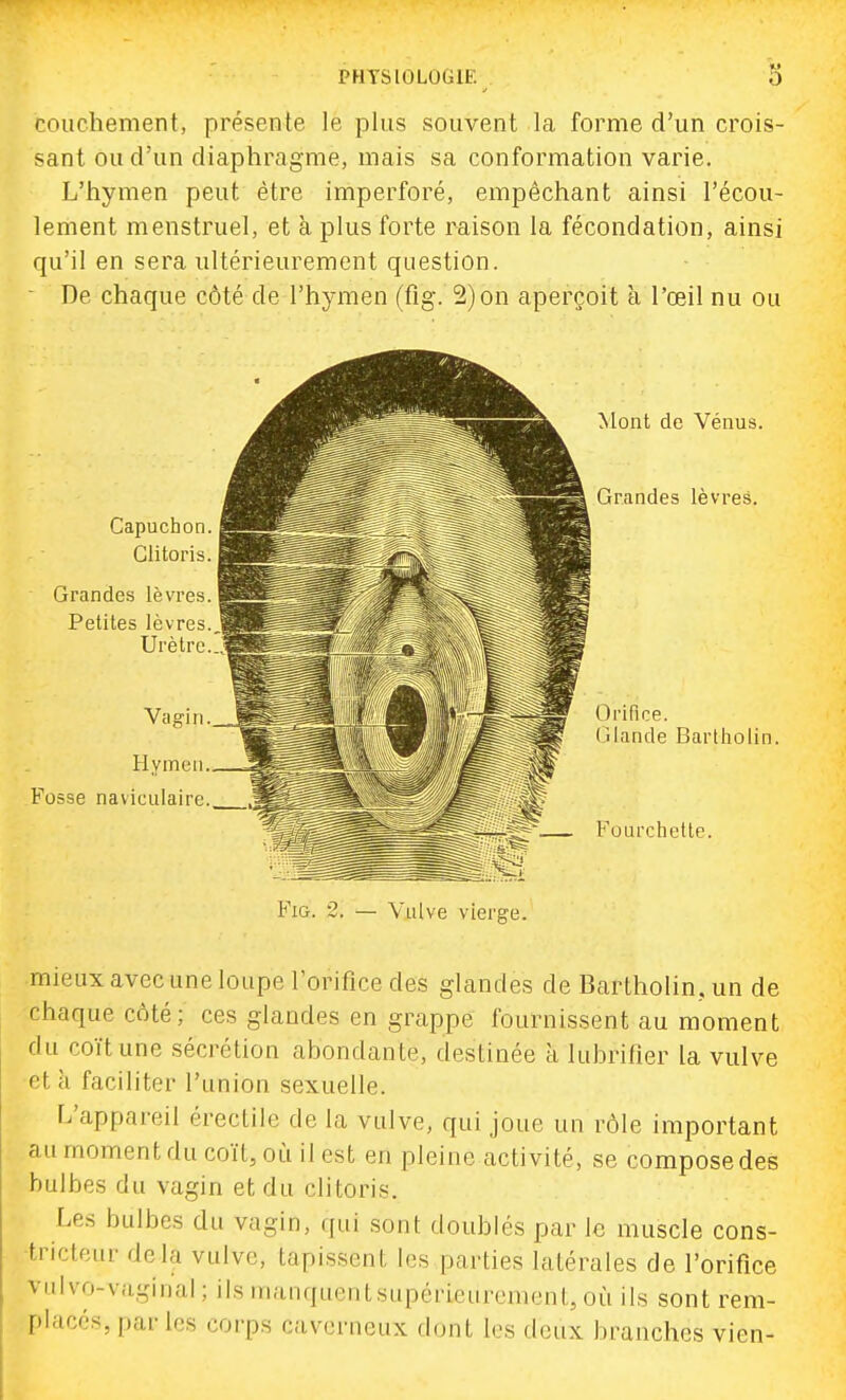 couchement, présente le plus souvent la forme d'un crois- sant ou d'un diaphragme, mais sa conformation varie. L'hymen peut être imperforé, empêchant ainsi l'écou- lement menstruel, et à plus forte raison la fécondation, ainsi qu'il en sera ultérieurement question. De chaque côté de l'hymen (fig. 2) on aperçoit à l'œil nu ou rtholin. mieux avec une loupe l'orifice des glandes de Bartholin, un de chaque coté; ces glandes en grappe fournissent au moment du coït une sécrétion abondante, destinée à lubrifier la vulve ci h faciliter l'union sexuelle. L'appareil érectile de la vulve, qui joue un rôle important au moment du coït, où il est en pleine activité, se compose des bulbes du vagin et du clitoris. Les bulbes du vagin, qui sont doublés par le muscle cons- tricteur delà vulve, tapissent les parties latérales de l'orifice vulvo-vaginal ; ils manquentsupérieurcmcnt, où ils sont rem- f>lacés, parles corps caverneux dont les deux branches vien-