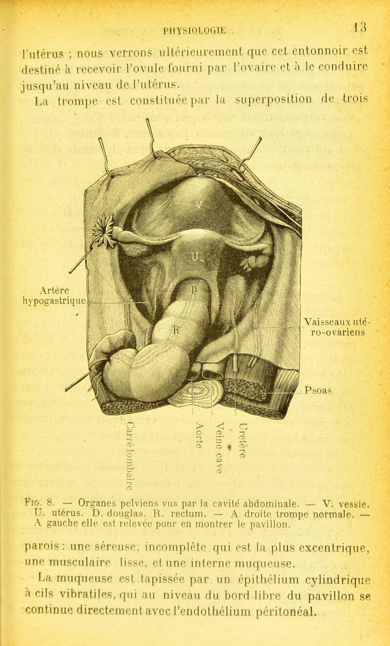 l'utérus ; nous verrons ullérieurement que cet entonnoir est destiné a recevoir l'ovule fourni par l'ovaire et à le conduire jusqu'au niveau de l'utérus. 1.a trompe est constituée par la superposition de trois 2^ c> a 1^ o o rt> -r < 5f <^ FiG. 8. — Organes pelviens vus par la cavité abdominale. — V. vessie. U. utérus. D. douglas. R. rectum. — A droite trompe normale. — .\ gauche elle est relevée ponr en montrer le pavillon. parois: une séreuse, incomplète qui est la plus excentrique, une musculaire lisse, et une interne muqueuse. La muqueuse est tapissée par un épithélium cylindrique à cils vibratiles, qui au niveau du bord libi^e du pavillon se continue directement avec l'endothélium péritonéal.