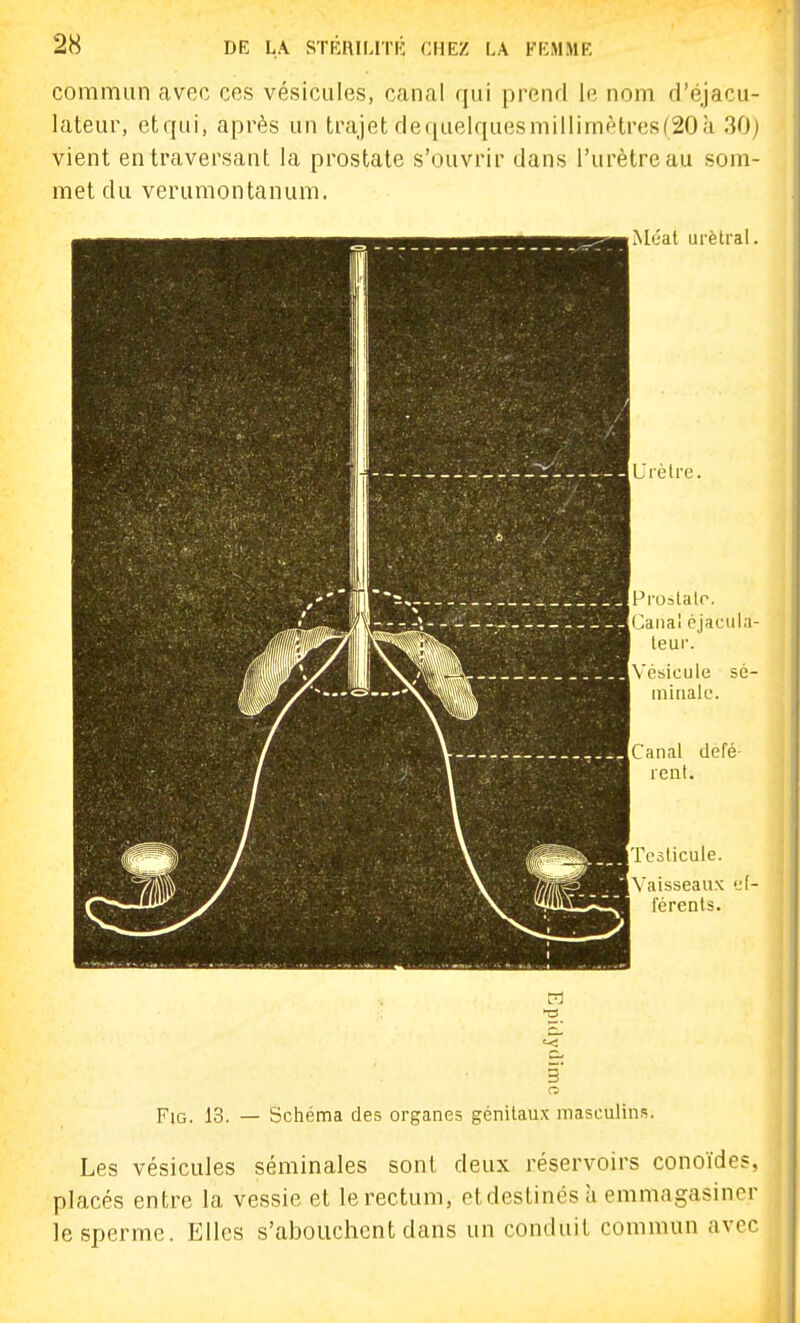 commun civec ces vésicules, canal qui prend le nom d'éjacu- lateur, etqui, après un trajet dequelquesmillimètresf20;i 30) vient en traversant la prostate s'ouvrir dans l'urètre au som- met du verumontanum. Méat urèlral. L'rèlre. Pi-ostalr. Canal éjaciil.i- teur. Vésicule sè- iniriale. Canal defé- icnt. Testicule. Vaisseaux e(- t'érents. '-< FiG. 13. — Schéma des organes génitaux masculins. Les vésicules séminales sont deux réservoirs conoïde?. placés entre la vessie et le rectum, etdestinés a emmagasiner le sperme. Elles s'abouchent dans un conduit commun ave»