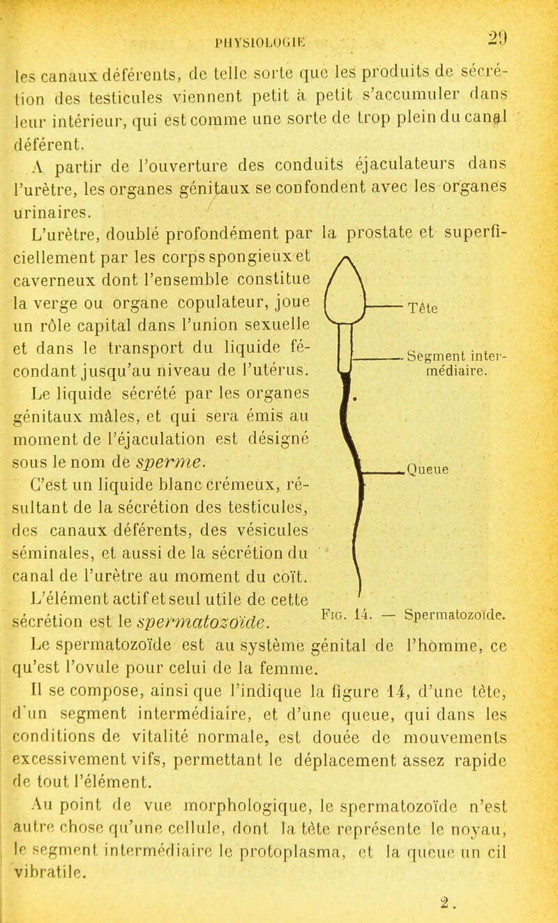 l'MYSlOLUGIE les canaux déférents, de telle sorte que les produits de sécré- tion des testicules viennent petit à petit s'accumuler dans leur intérieur, qui est comme une sorte de trop plein du can^l déférent. A partir de l'ouverture des conduits éjaculateurs dans l'urètre, les organes génitaux se confondent avec les organes urinaires. L'urètre, doublé profondément par la prostate et superfi- ciellement par les corps spongieux et caverneux dont l'ensemble constitue la verge ou organe copulateur, joue { ] rp.^^ un rôle capital dans l'union sexuelle et dans le transport du liquide fé- Segment inte.- condant jusqu'au niveau de l'utérus. U médiaire. Le liquide sécrété par les organes génitaux mâles, et qui sera émis au moment de l'éjaculation est désigné sous le nom de sperme. \ Queue C'est un liquide blanc crémeux, ré- sultant de la sécrétion des testicules, des canaux déférents, des vésicules séminales, et aussi de la sécrétion du canal de l'urètre au moment du coït. L'élément actif et seul utile de cette sécrétion est le spermatozoïde.  Spermatozoïde. Le spermatozoïde est au système génital de l'homme, ce qu'est l'ovule pour celui de la femme. Il se compose, ainsi que l'indique la figure 14, d'une tète, d un segment intermédiaire, et d'une queue, qui dans les conditions de vitalité normale, est douée de mouvements excessivement vifs, permettant le déplacement assez rapide de tout l'élément. Au point de vue morphologique, le spermatozoïde n'est 'autre chose qu'une cellule, dont la tète représente le noyau, le segment intermédiaire le protoplasma, et la queue un cil vibratile. 2.